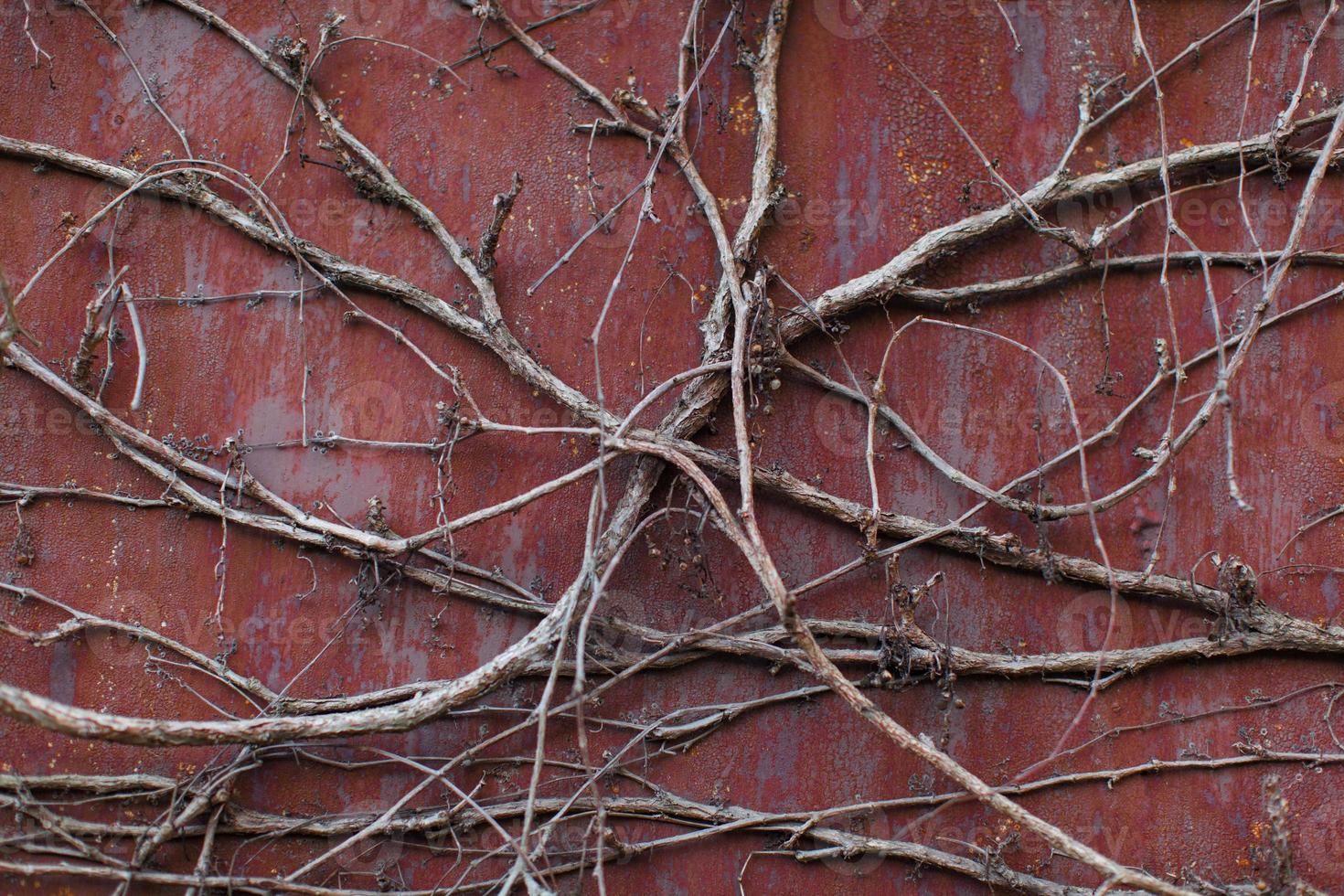 Pattern of dry ivy liana on rusty metal wall photo