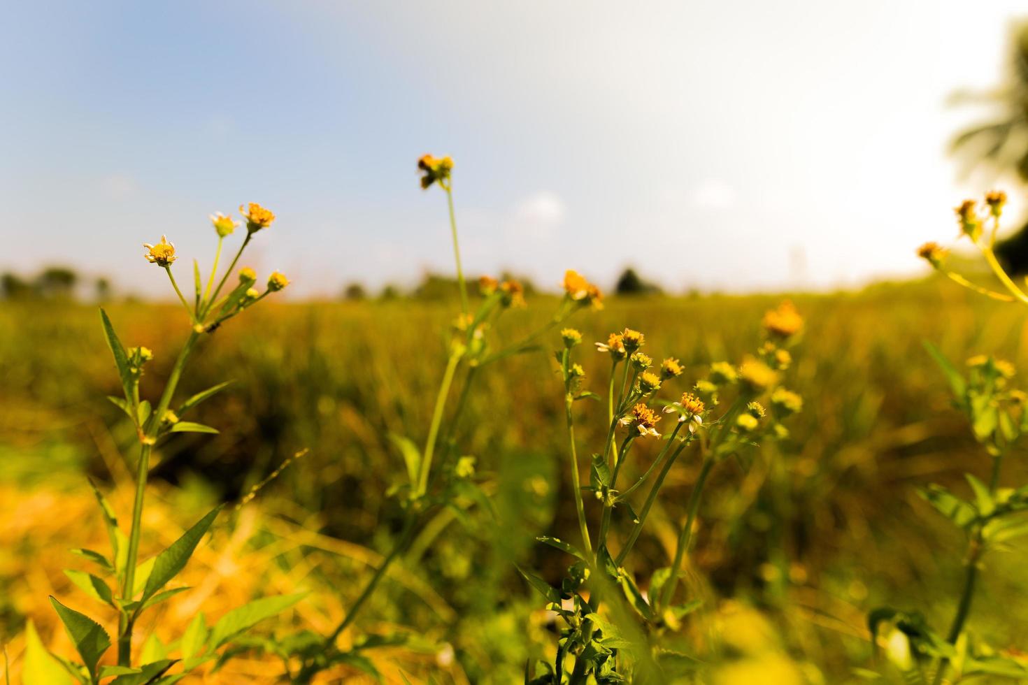 flores con fondo borroso de cielo y campos de arroz en primavera cálida, fuera de foco. foto