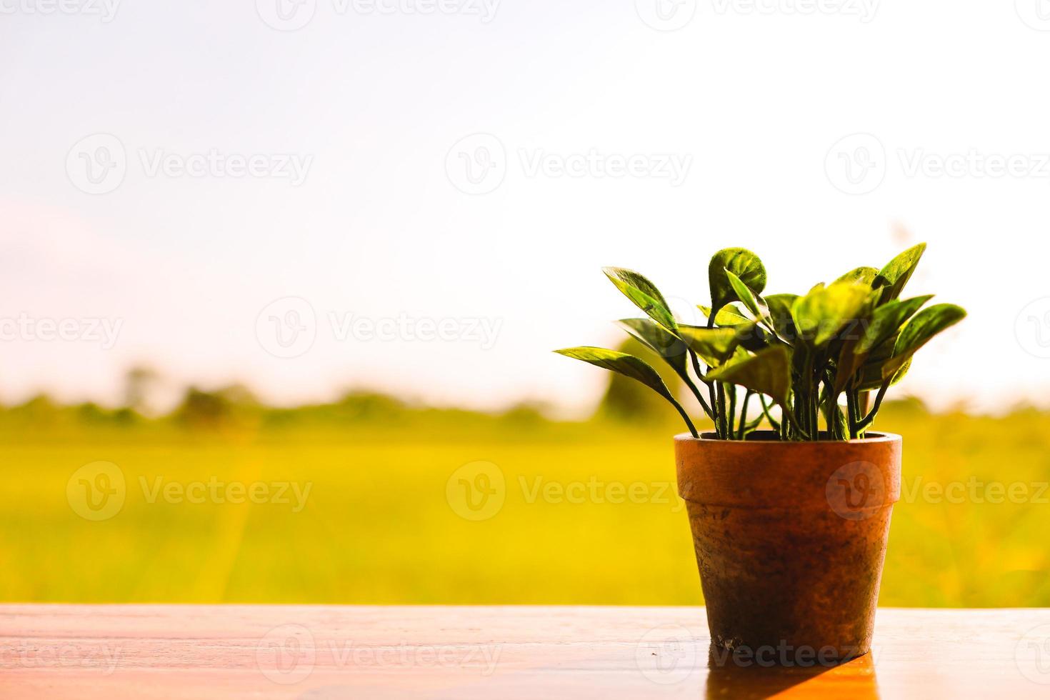 Potted plants placed on wooden floor with blurred background of spring meadow. Blurred focus. photo