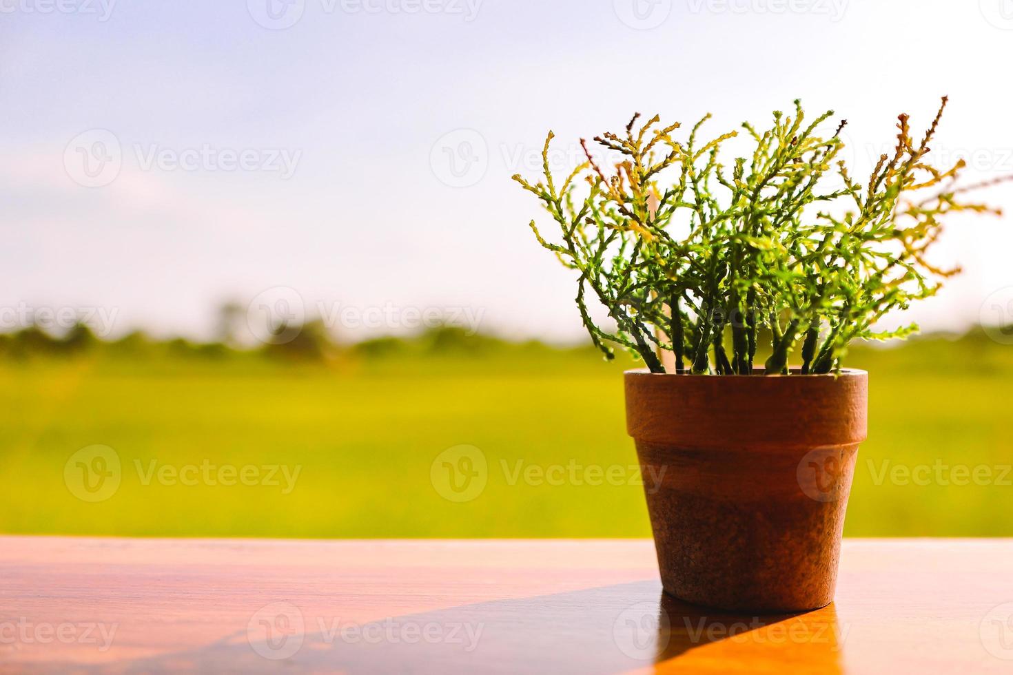 Potted plants placed on wooden floor with blurred background of spring meadow. Blurred focus. photo