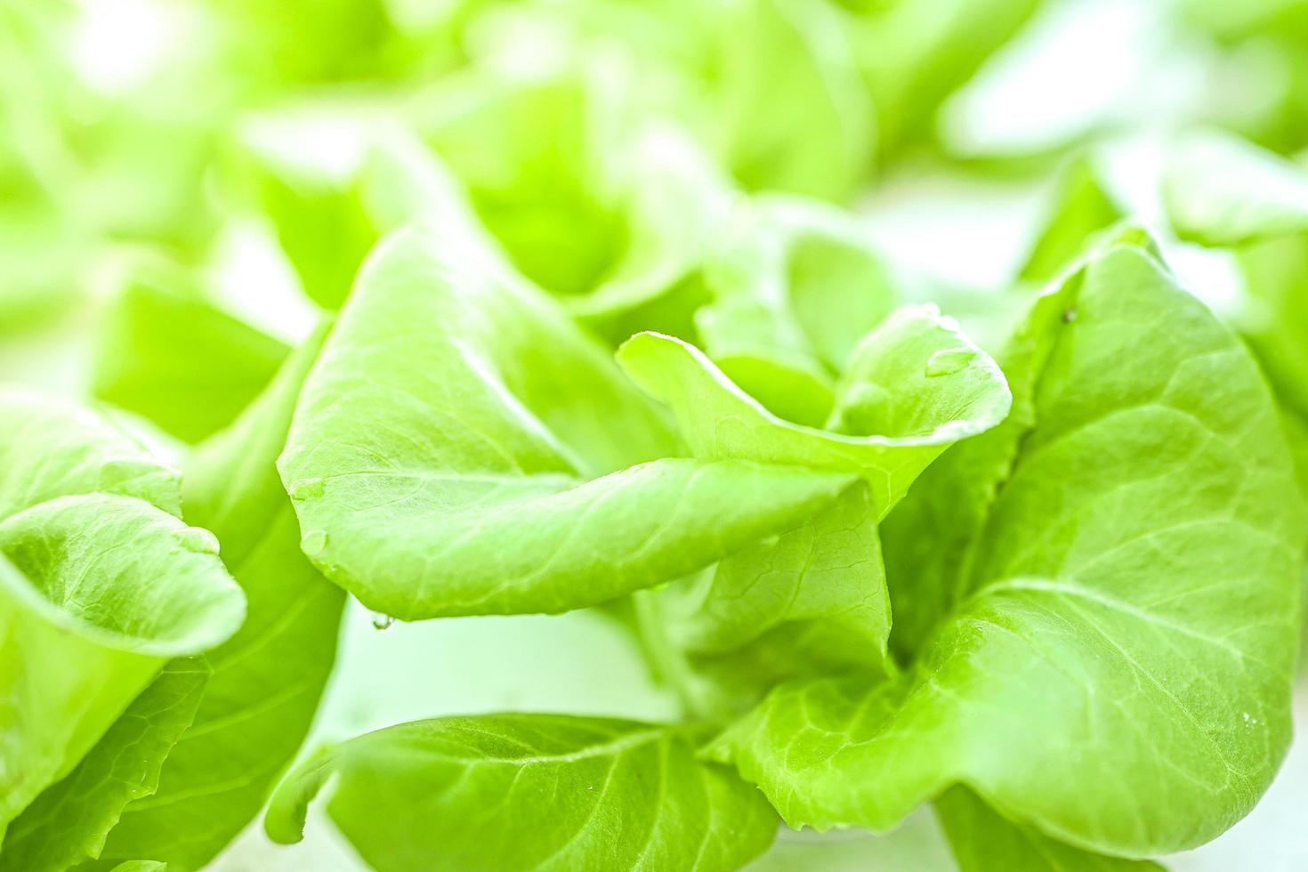 las verduras orgánicas verdes tienen gotitas de agua en las hojas. Desenfoque de movimiento fuera de foco foto