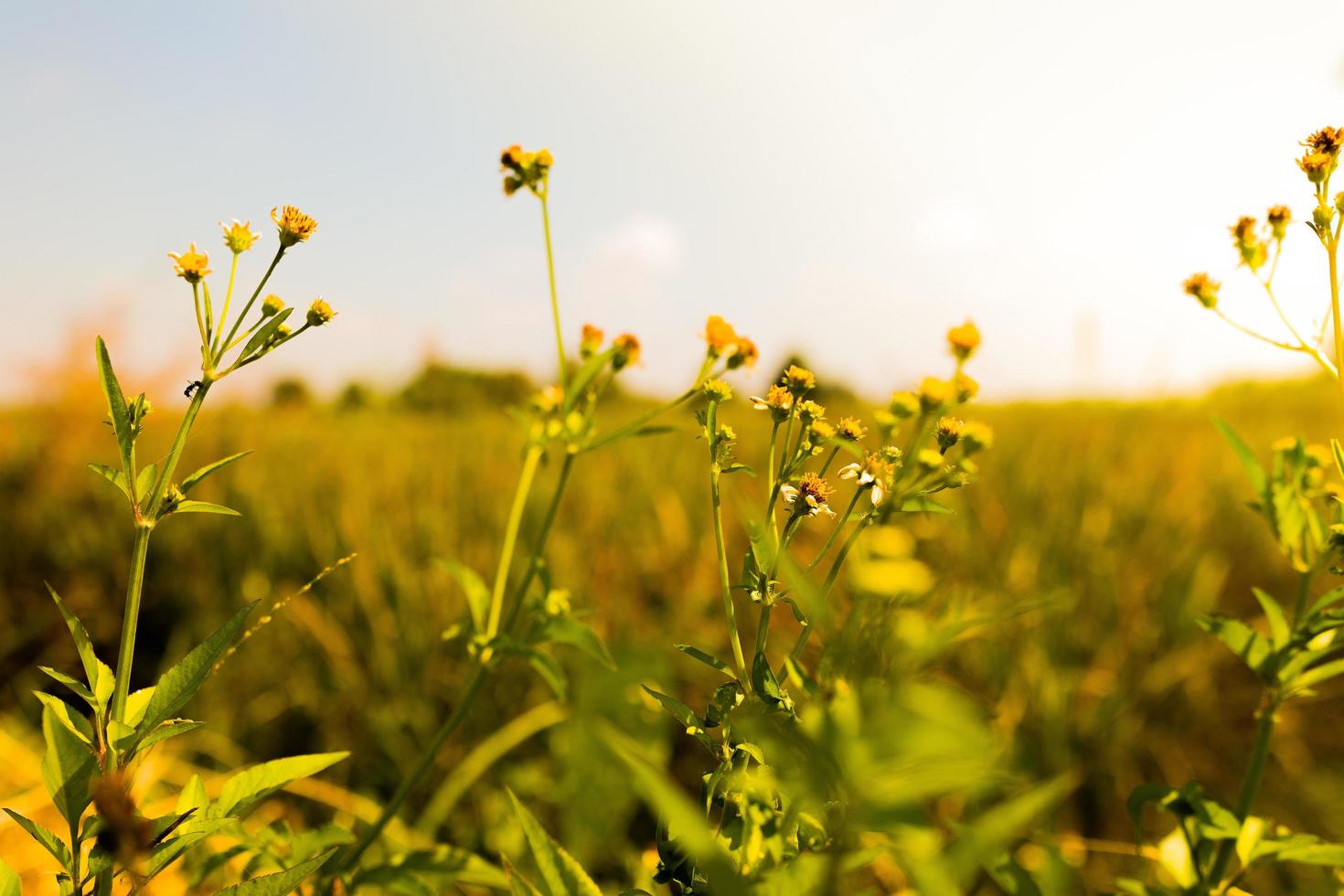 flores con fondo borroso de cielo y campos de arroz en primavera cálida, fuera de foco. foto