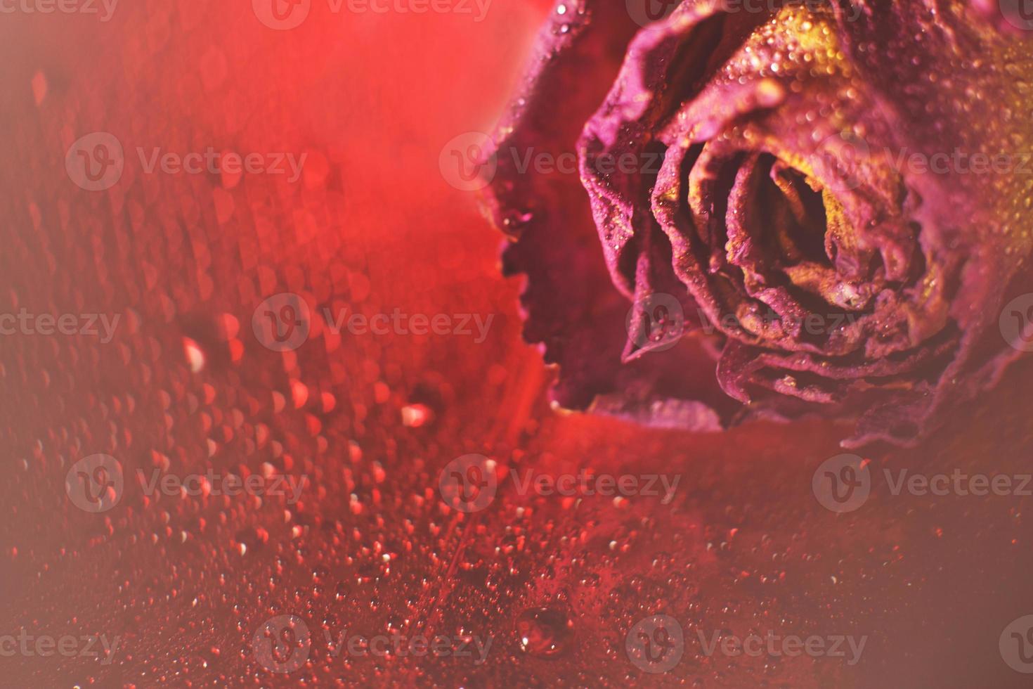 red dried rose with drops of water on a red background. card with flower and bokeh photo