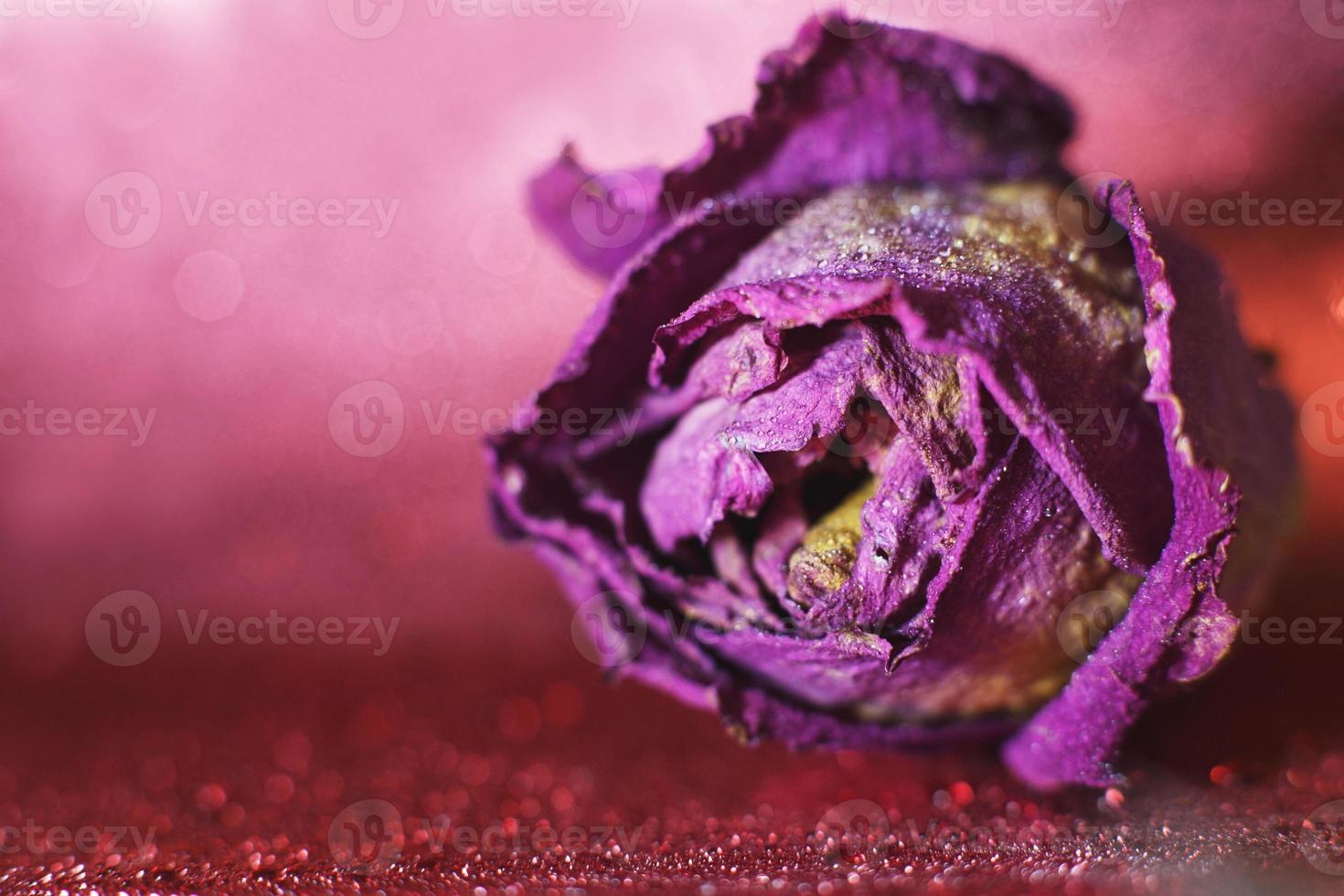 red dried rose with drops of water on a red background. card with flower and bokeh photo