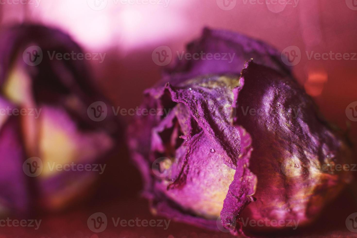 red dried rose with drops of water on a red background. card with flower and bokeh photo