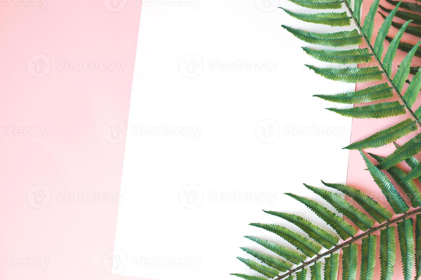 green leaves of palm tree on bright pink background. copy space. your text photo