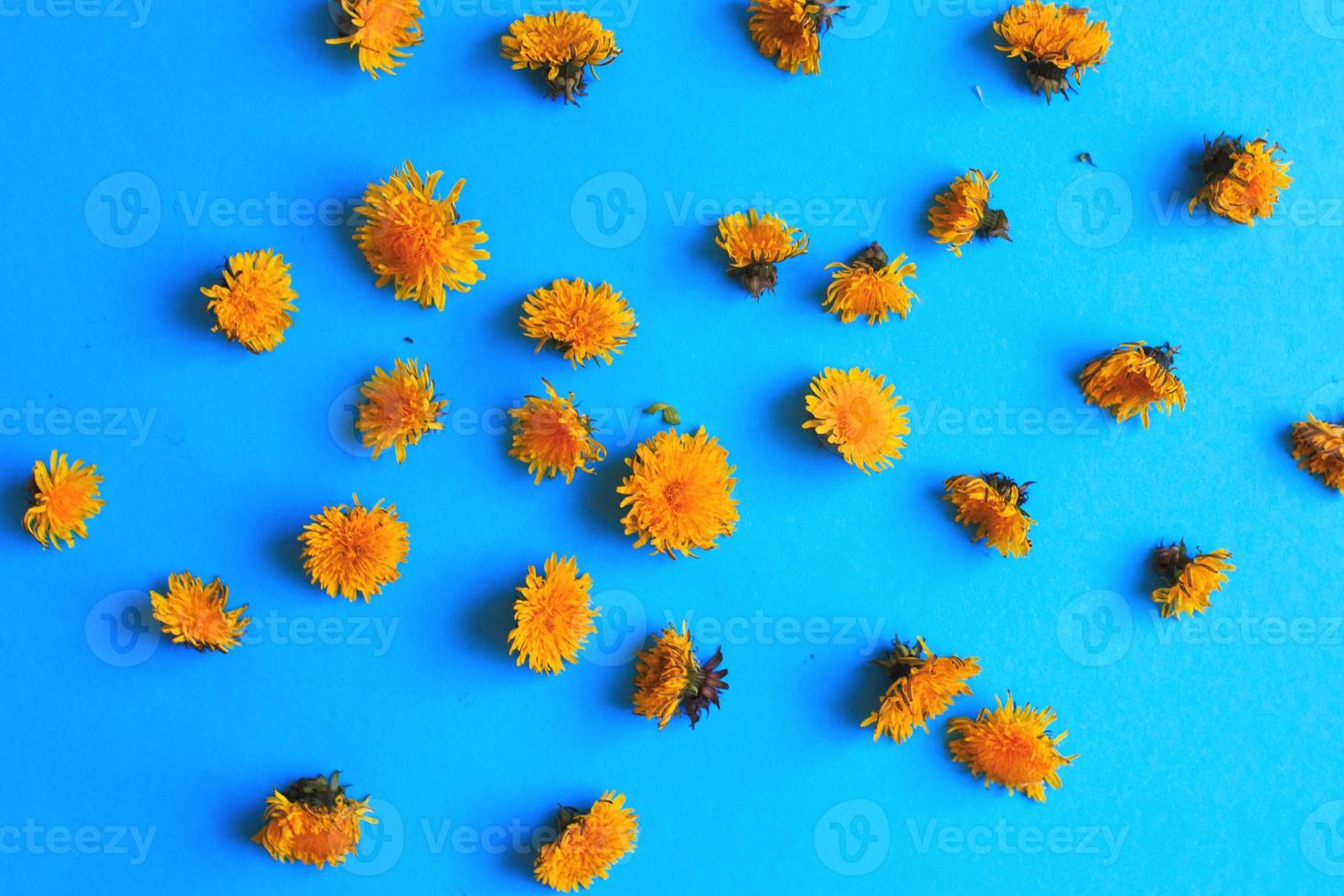 Yellow dandelions on a blue background. dandelions seamless pattern photo