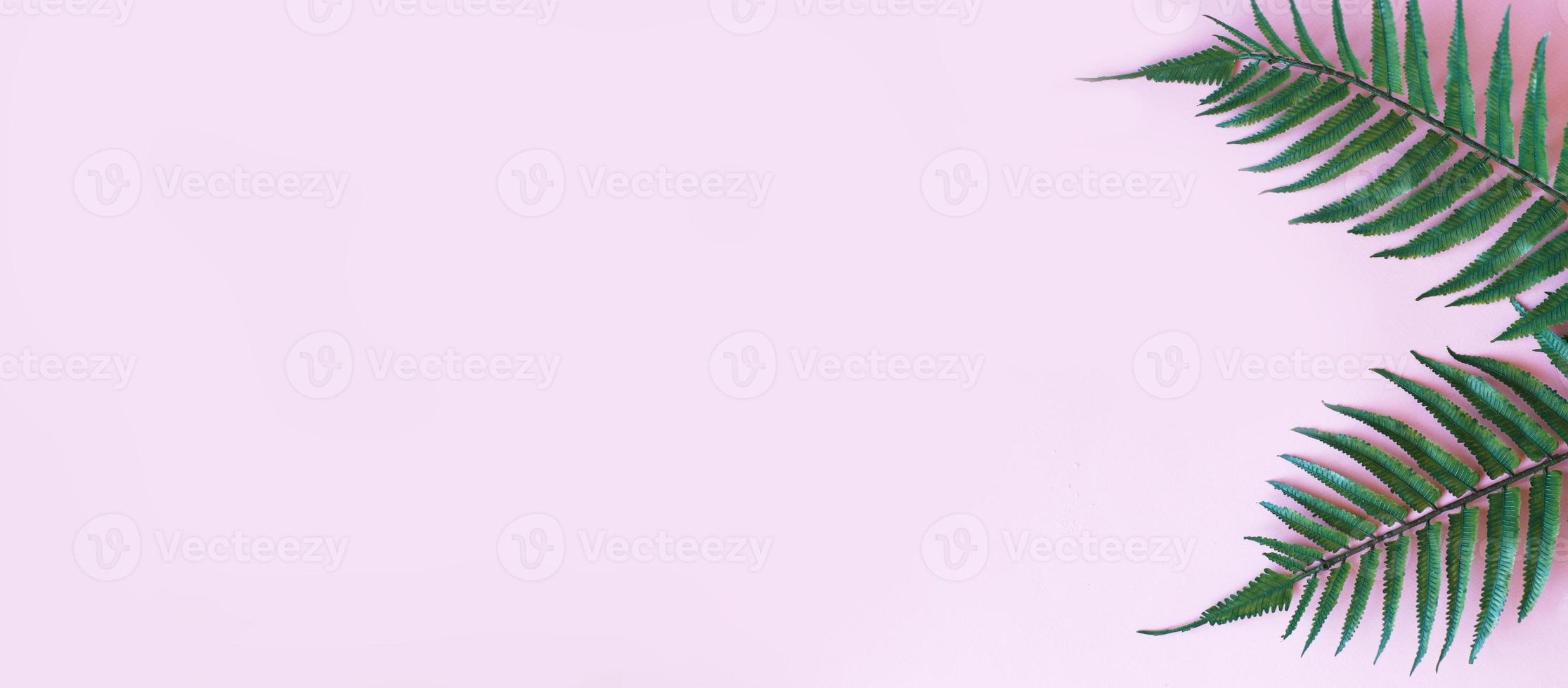 green leaves of palm tree on bright pink background. copy space. your text. banner photo