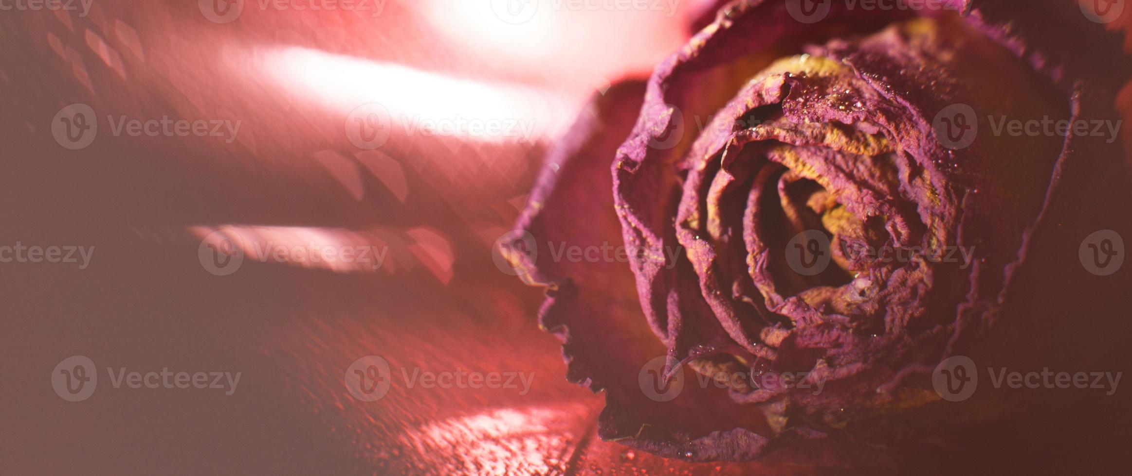 rosa roja seca con gotas de agua sobre un fondo rojo. tarjeta con flor y bokeh foto
