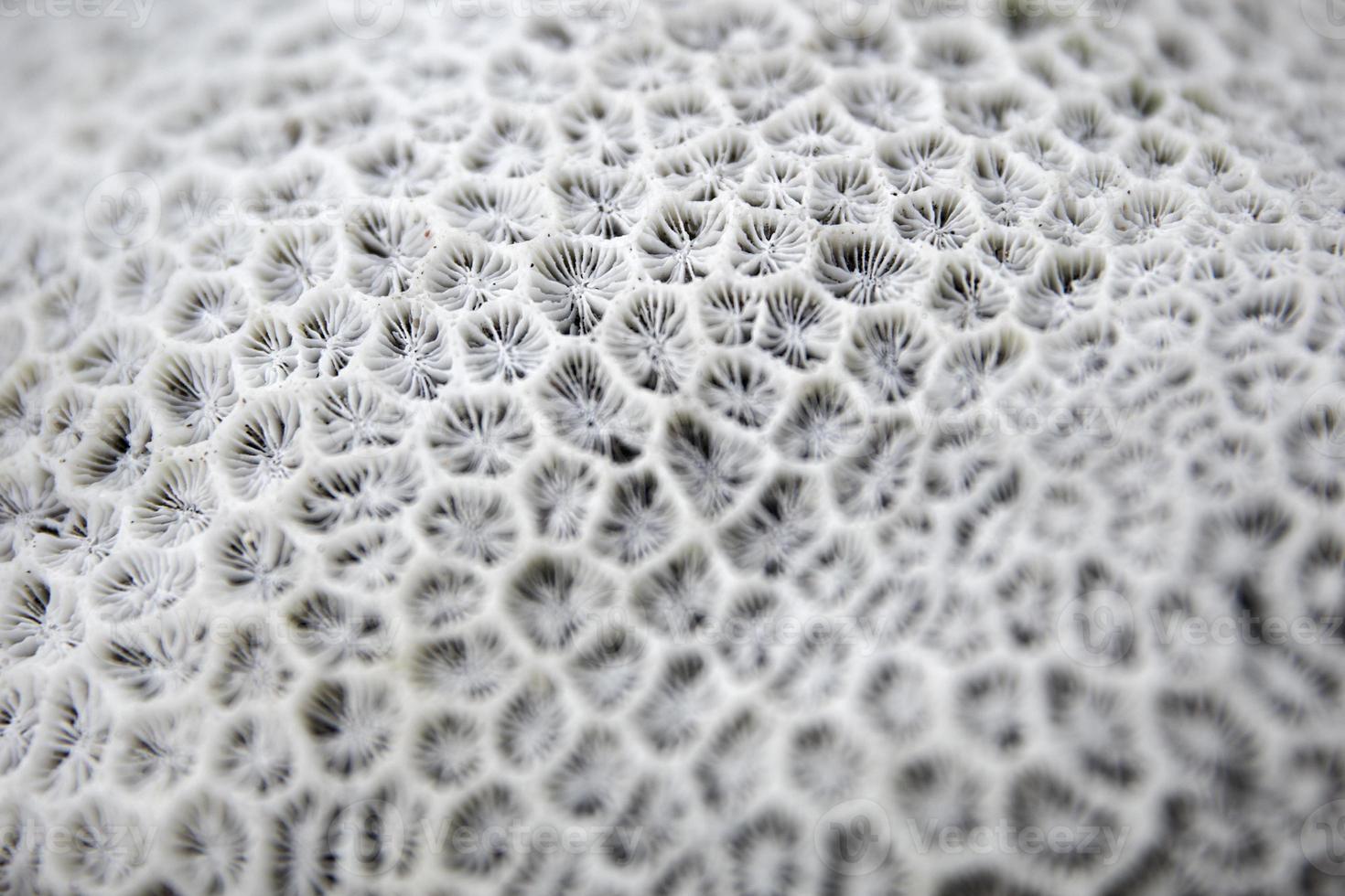 White coral closeup photo