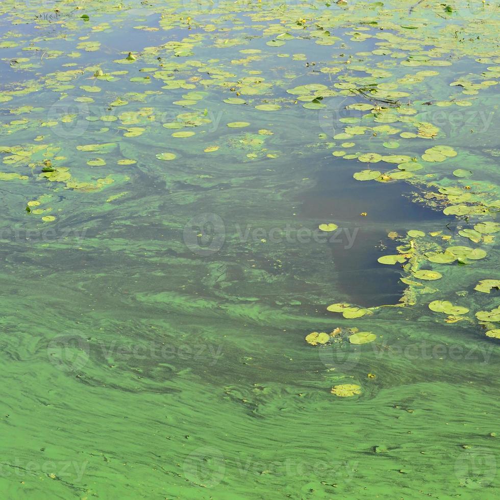 The surface of an old swamp covered with duckweed and lily leaves photo