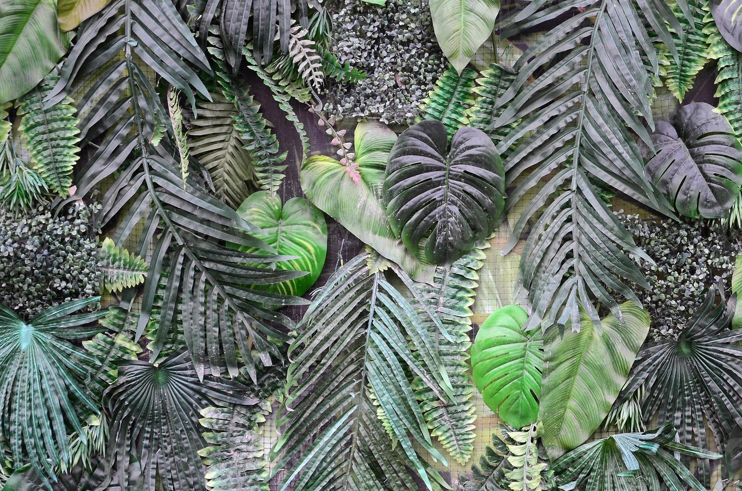 Tropical green leaves background, fern, palm and Monstera Deliciosa leaf on wall photo