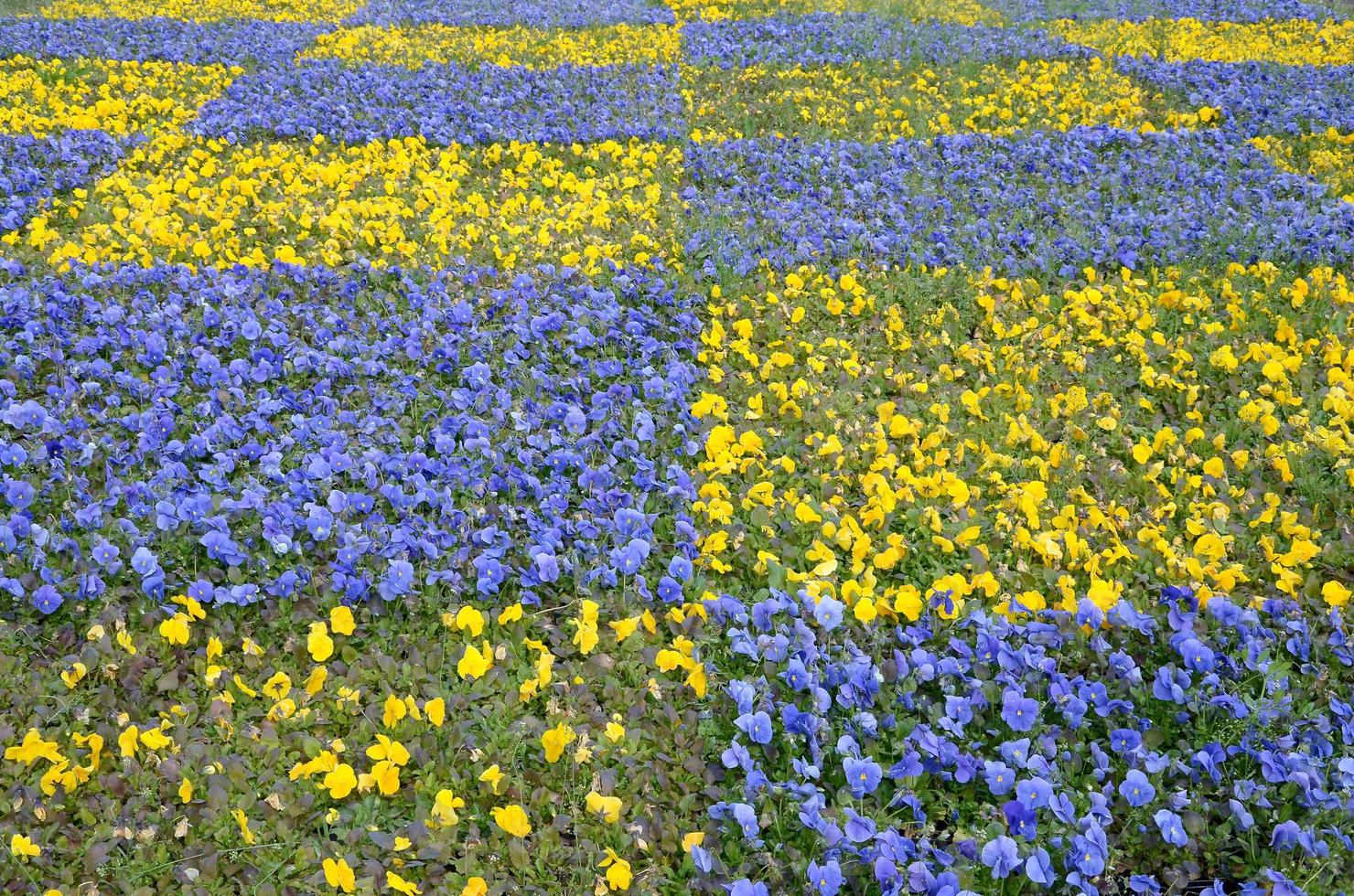 Beautiful violet and yellow blossoming pansies in the spring garden photo