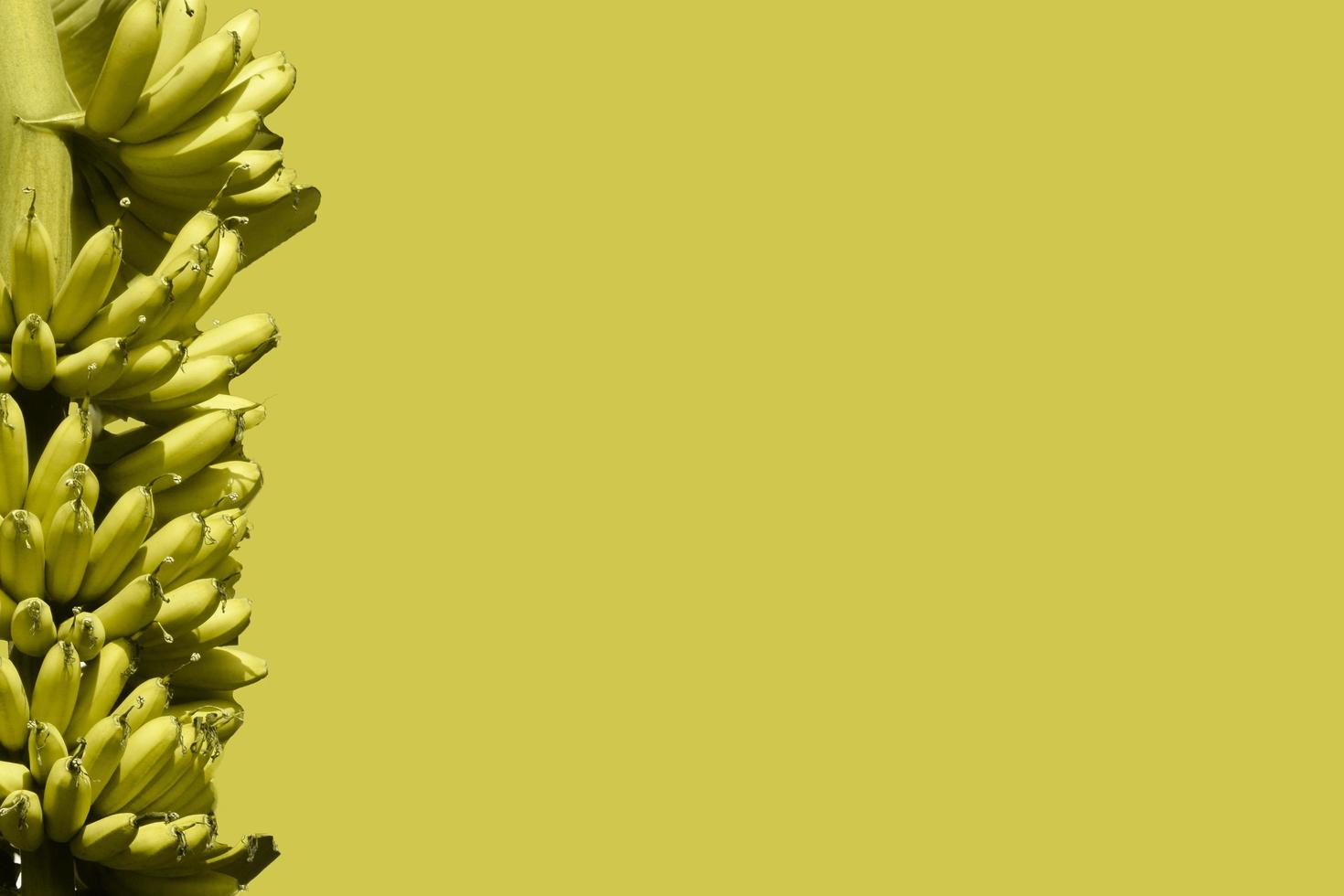 banana on yellow color background photo
