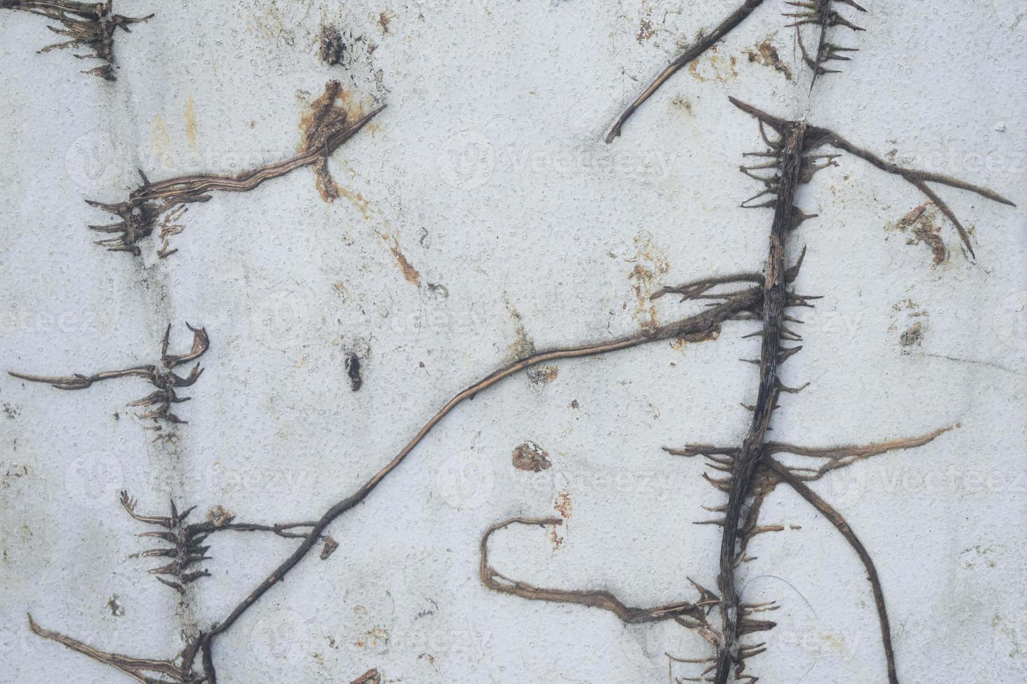 Wattle plant. Texture with cracks. Fabric design, background. photo