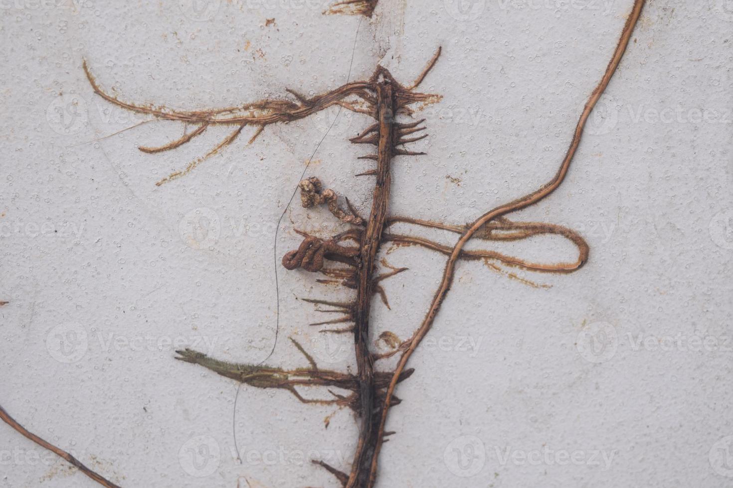 root of plant on white wall. photo