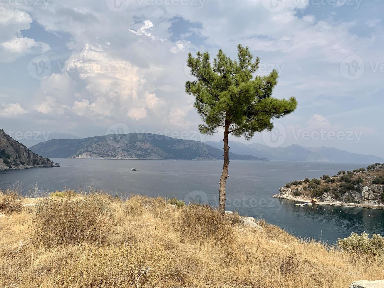 Lonely tree on the rock. Sea background. photo