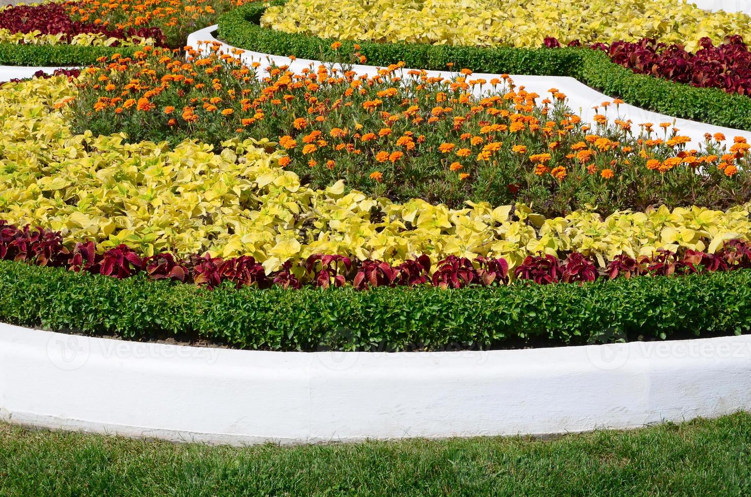 Coleus flowerpot. Beautiful perspective of natural coleus plant leaves photo