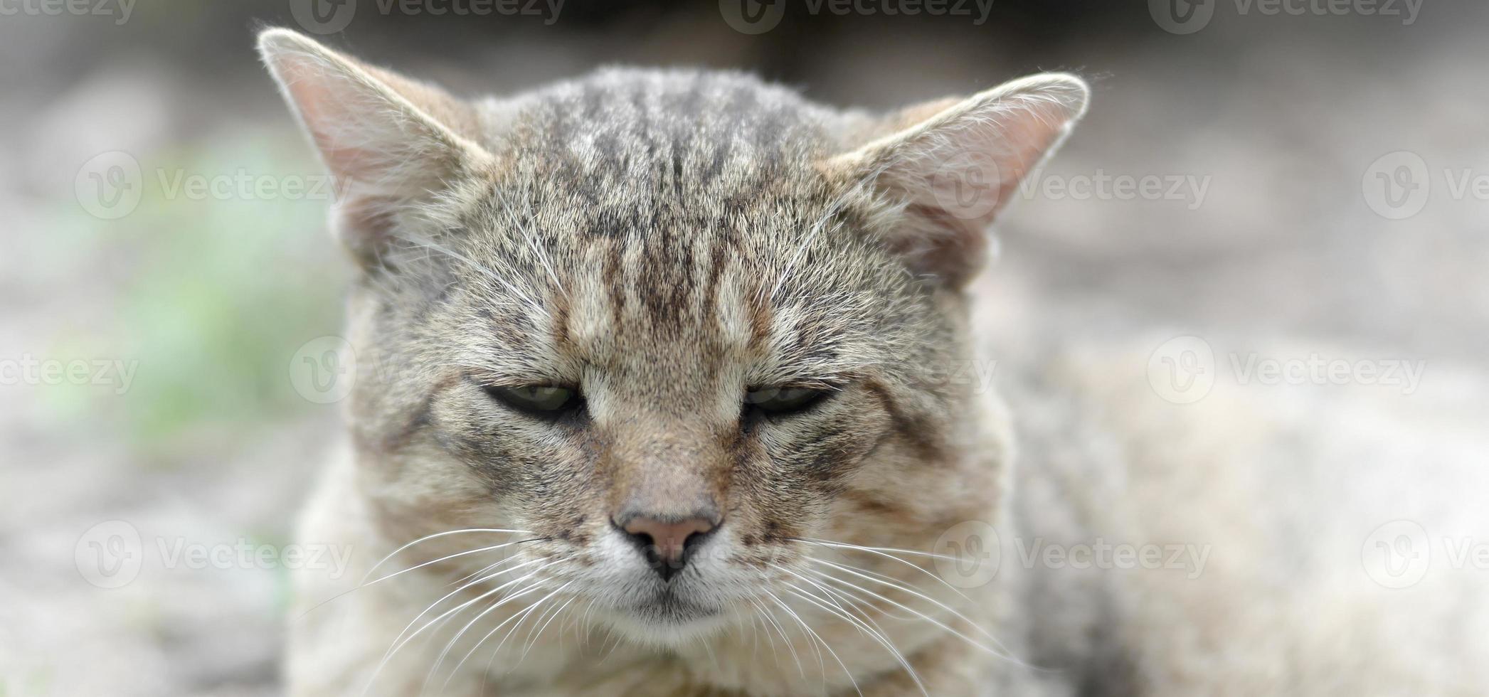 retrato de bozal triste de un gato atigrado de rayas grises con ojos verdes, enfoque selectivo foto