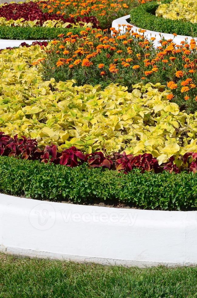 Coleus flowerpot. Beautiful perspective of natural coleus plant leaves photo