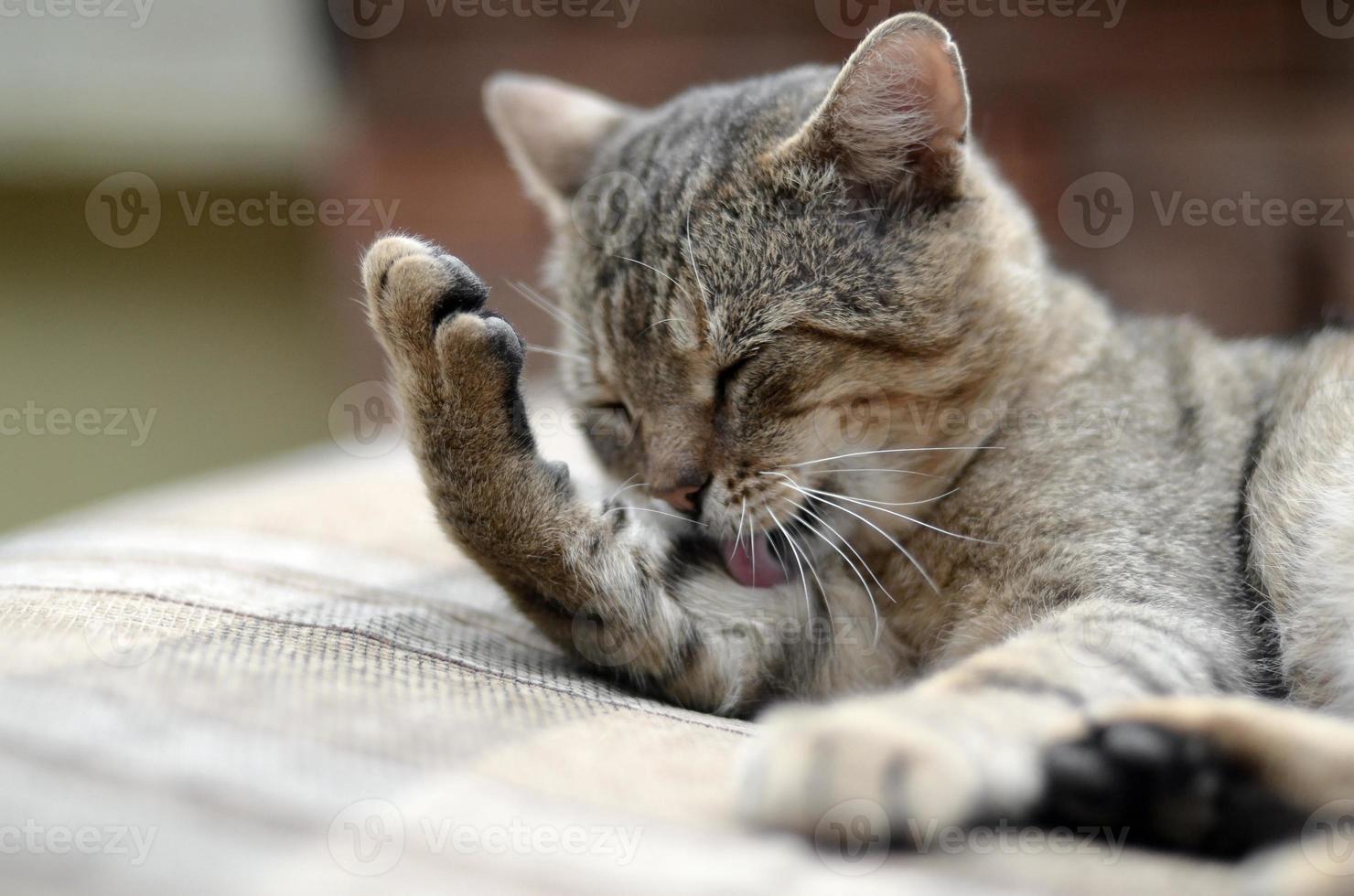 Portrait of tabby cat sitting and licking his hair outdoors and lies on brown sofa photo