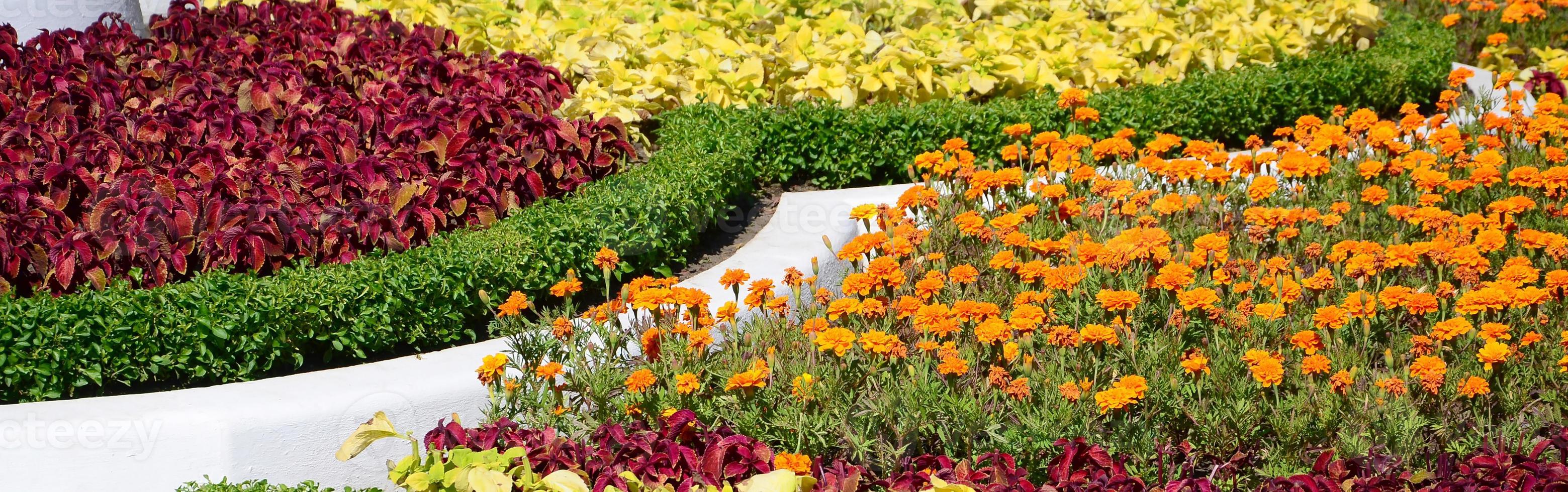 Coleus flowerpot. Beautiful perspective of natural coleus plant leaves photo