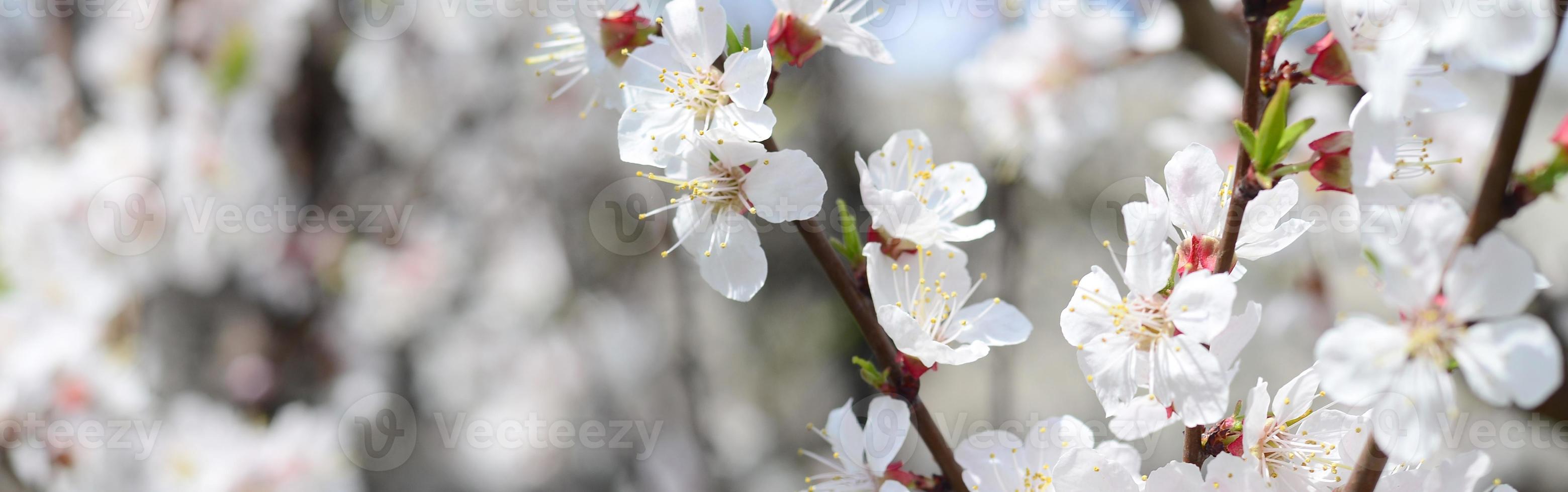 Pink Apple Tree Blossoms with white flowers on blue sky background photo