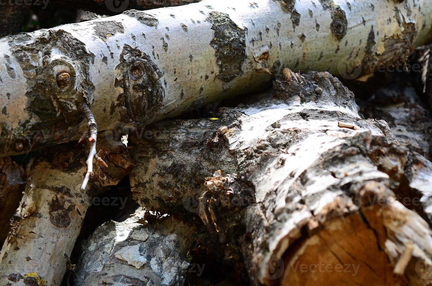 Closeup of firewood from old poplar with rough white bark photo