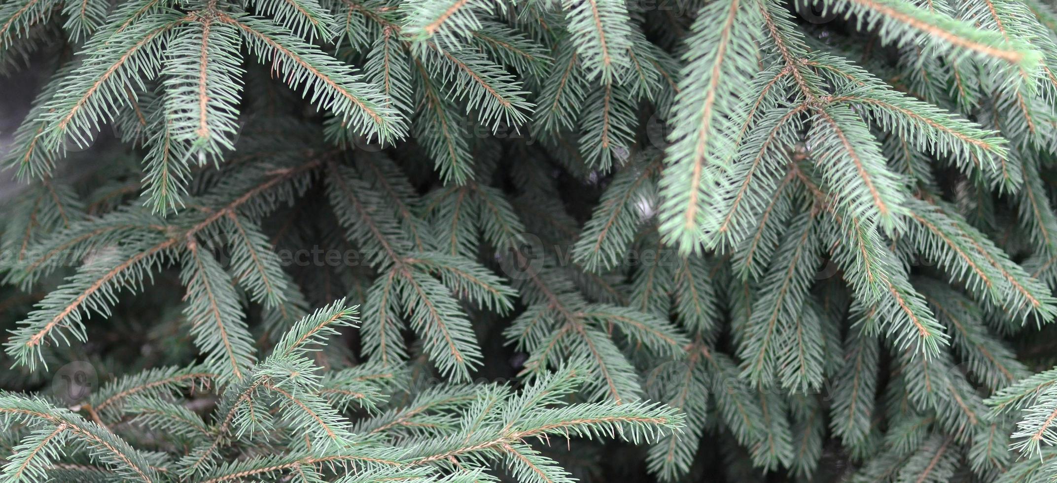 Branches of Blue or prickly spruce Picea pungens close up outdoors photo
