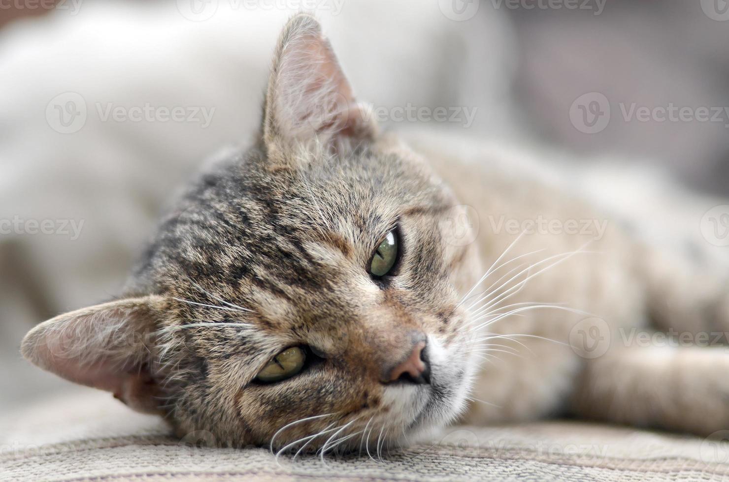 Close up of a sad and lazy tabby cat napping on the couch outdoors in evening photo