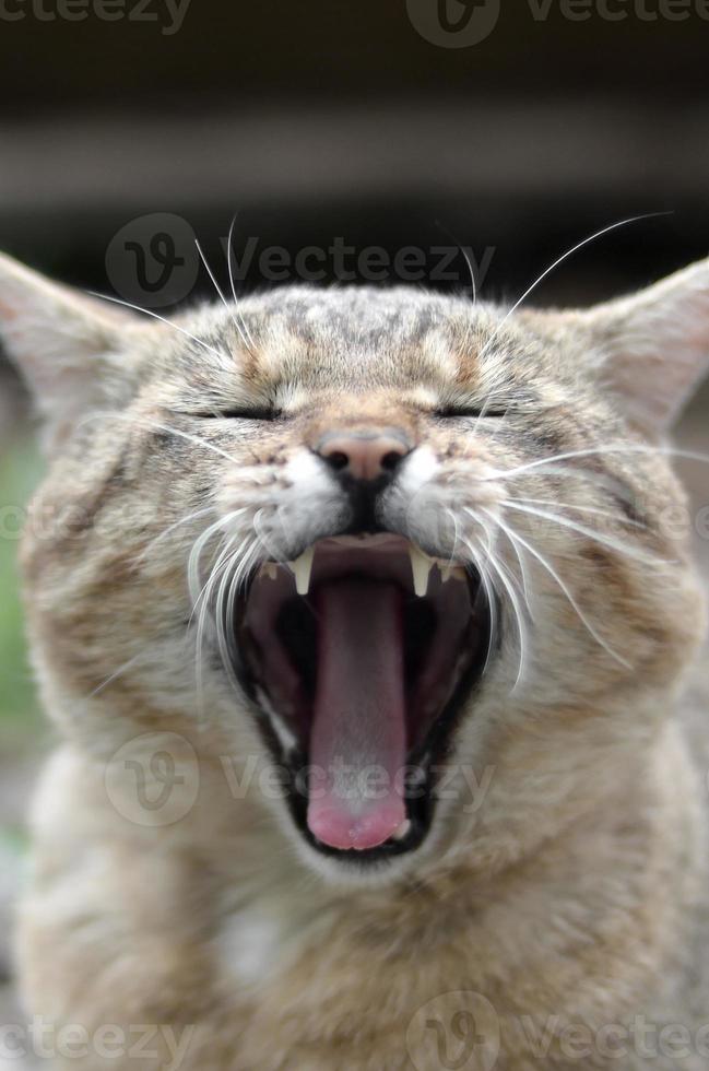 Brown tabby domestic cat yawning on blurred green yard photo