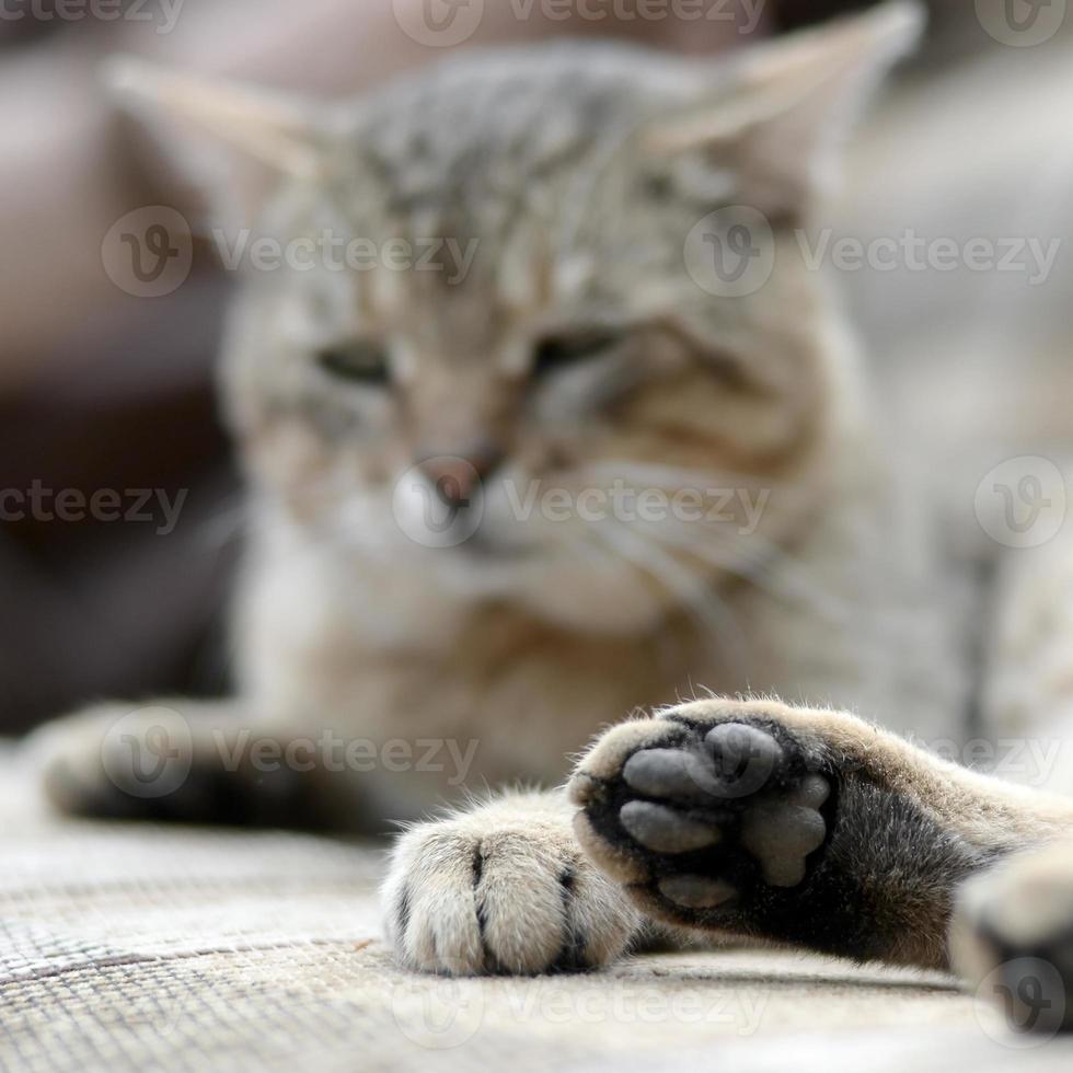 gato atigrado triste acostado en un sofá suave al aire libre y descansando con la pata enfocada foto