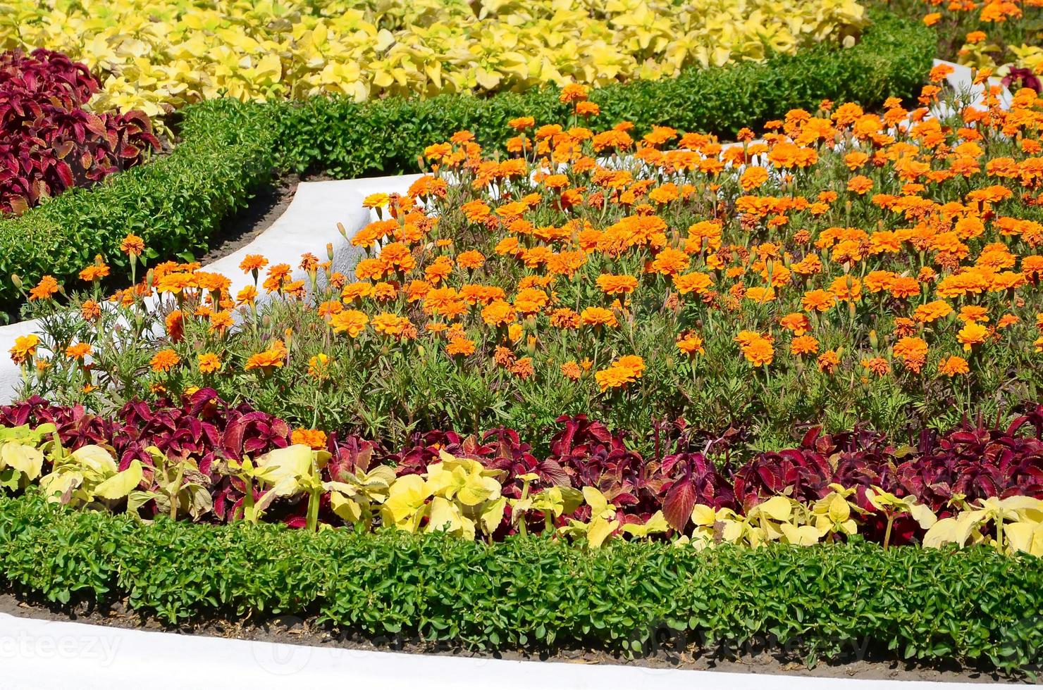Coleus flowerpot. Beautiful perspective of natural coleus plant leaves photo