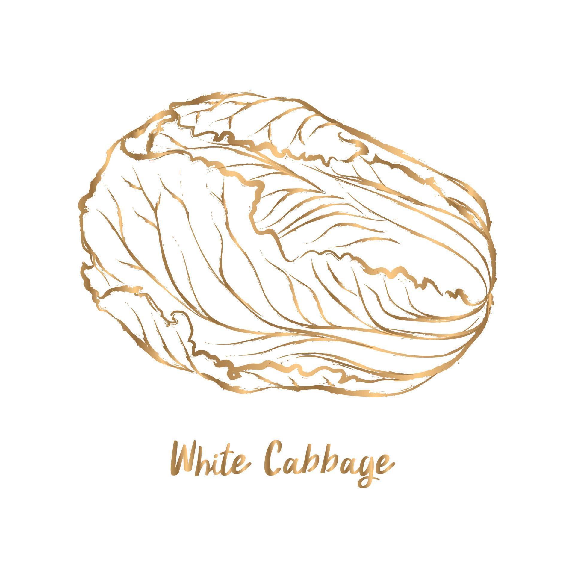 Golden Chinese cabbage line drawing vector on white background 14911631