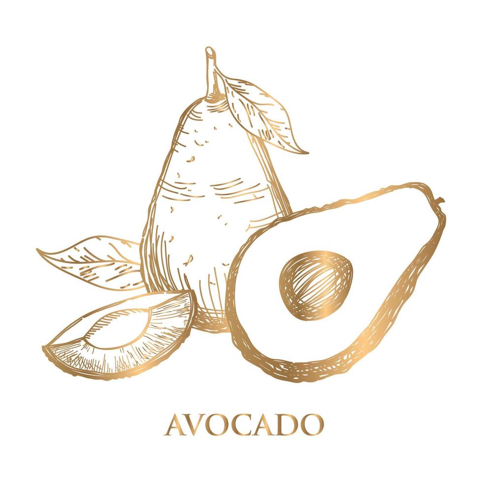 vector golden avocado line drawing