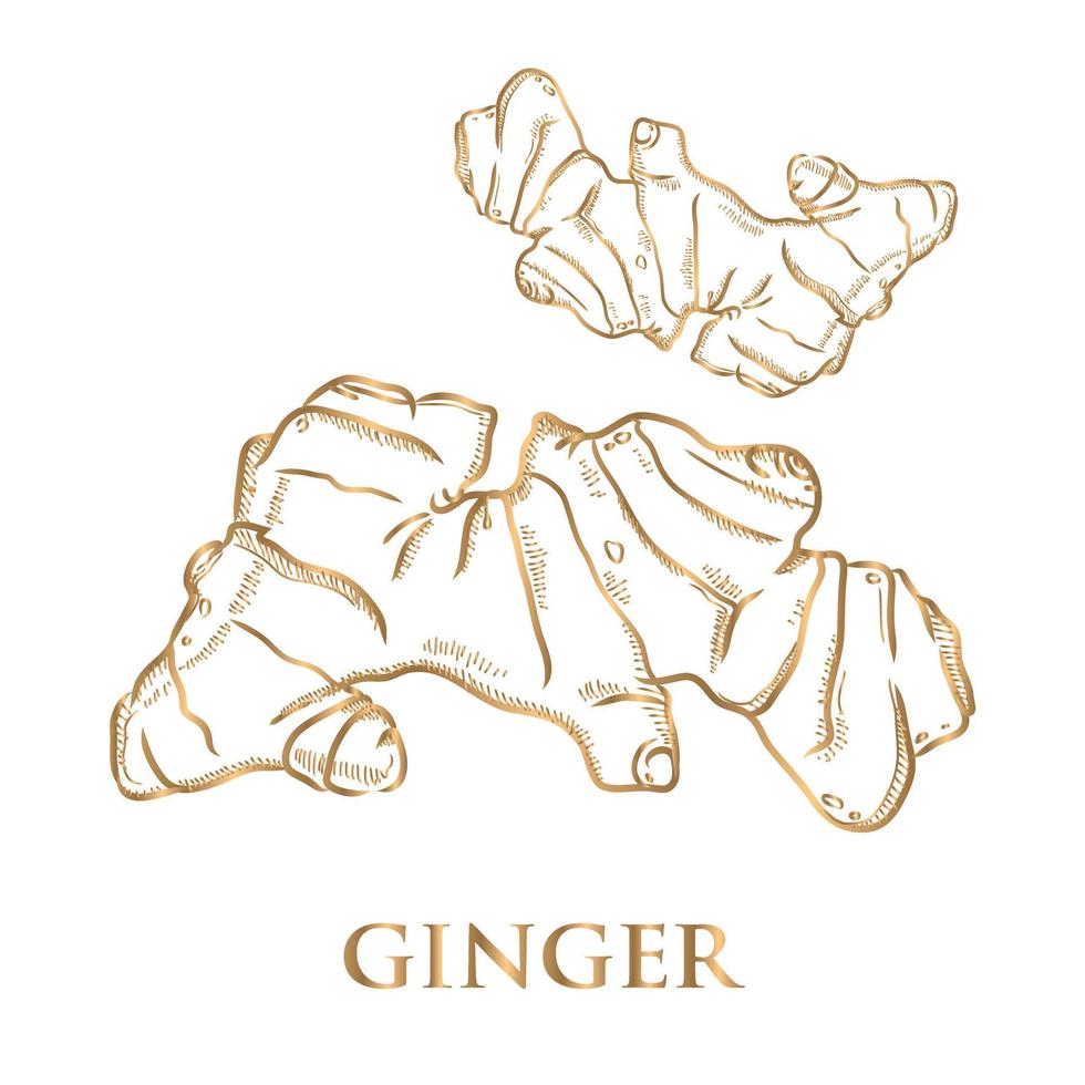 Vector line drawing of golden color on white background.