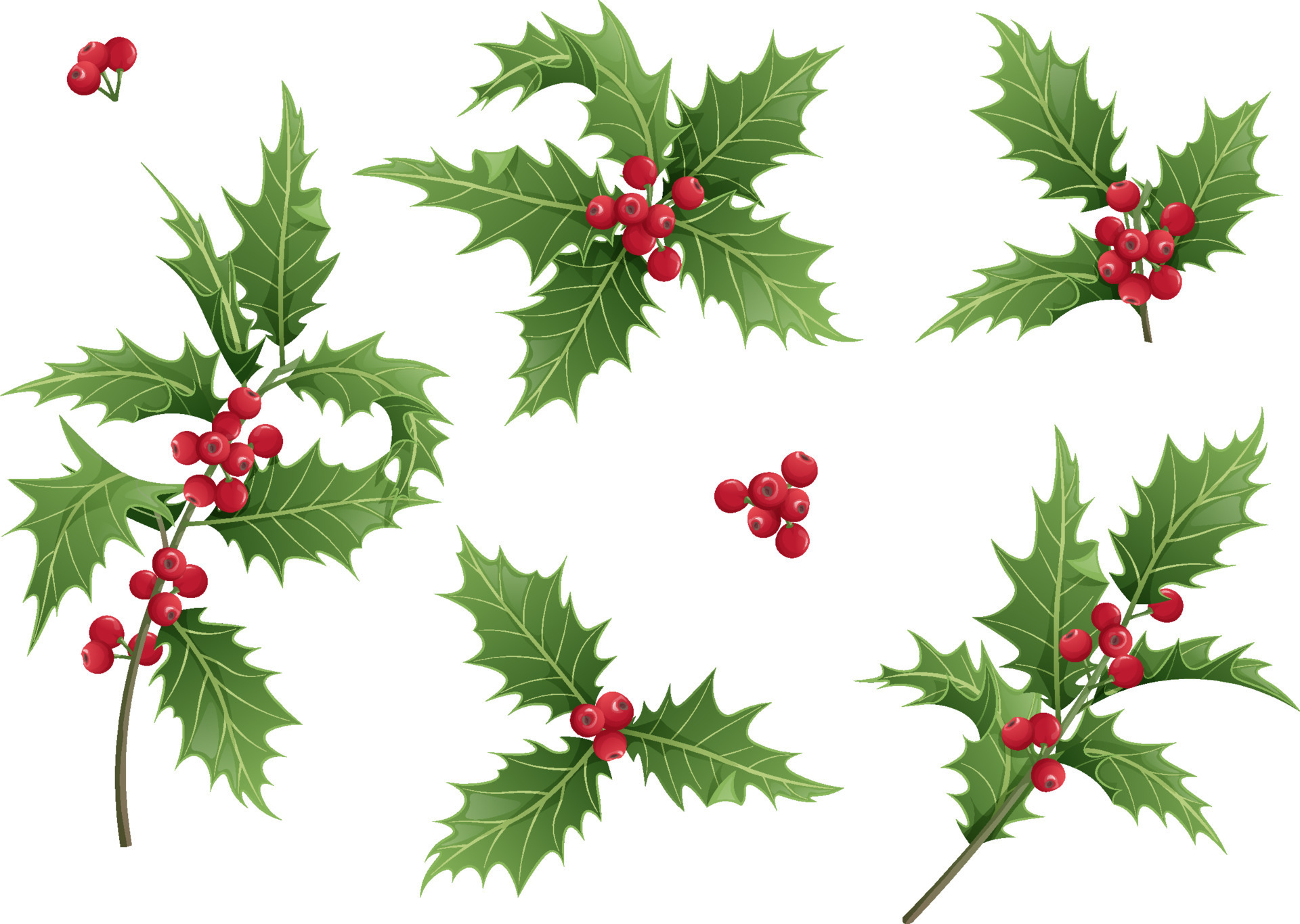 Christmas holly berry set, green leaf, red berry, branches, twigs. Vector  winter illustration isolated on white background for Christmas cards and  decorative design. 5015887 Vector Art at Vecteezy