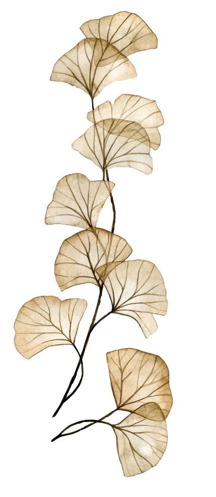 dibujo de acuarela. flores transparentes, hojas de ginkgo. ilustración delicada. radiografía vector