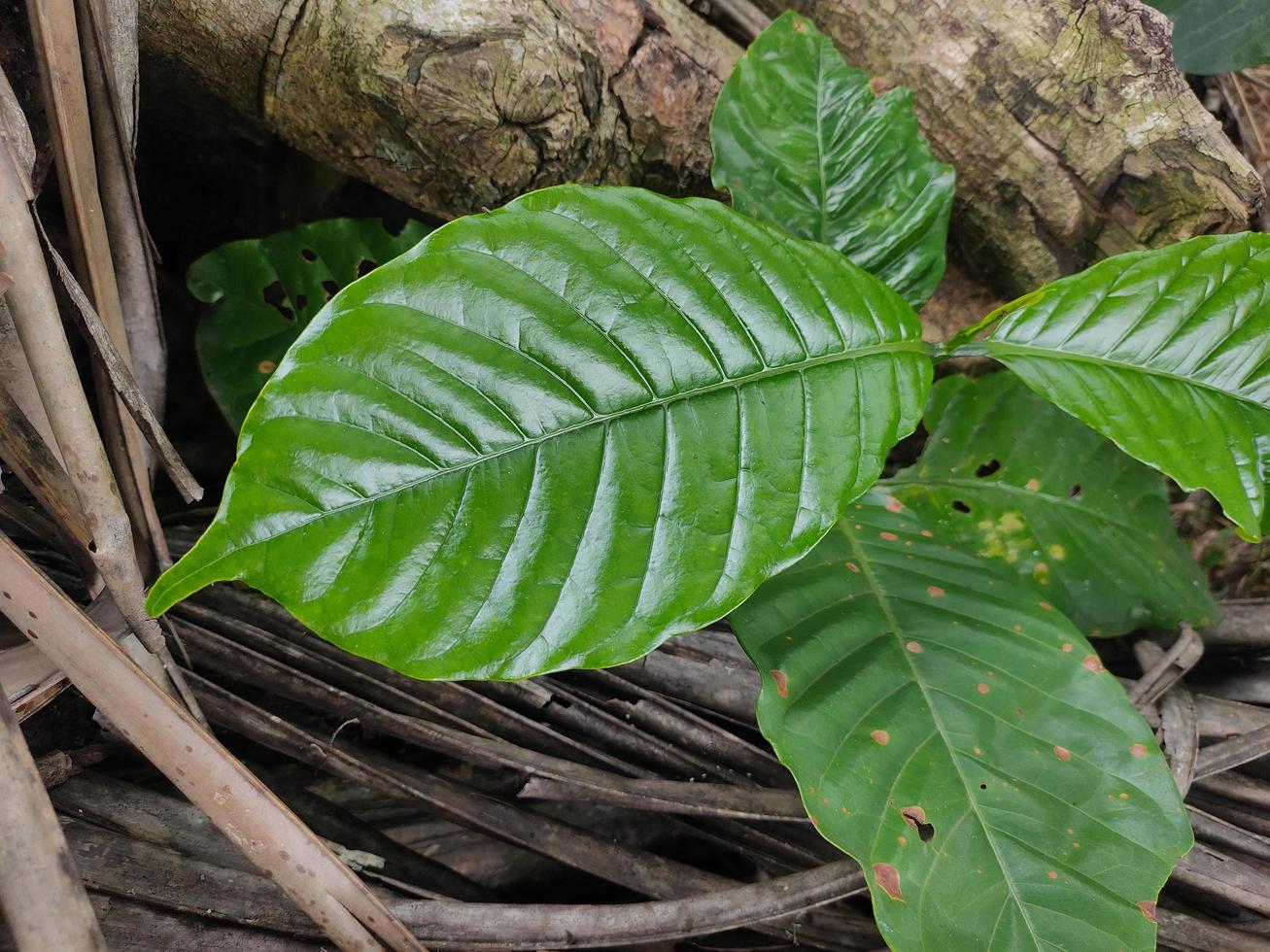 Wild coffee leaves photo