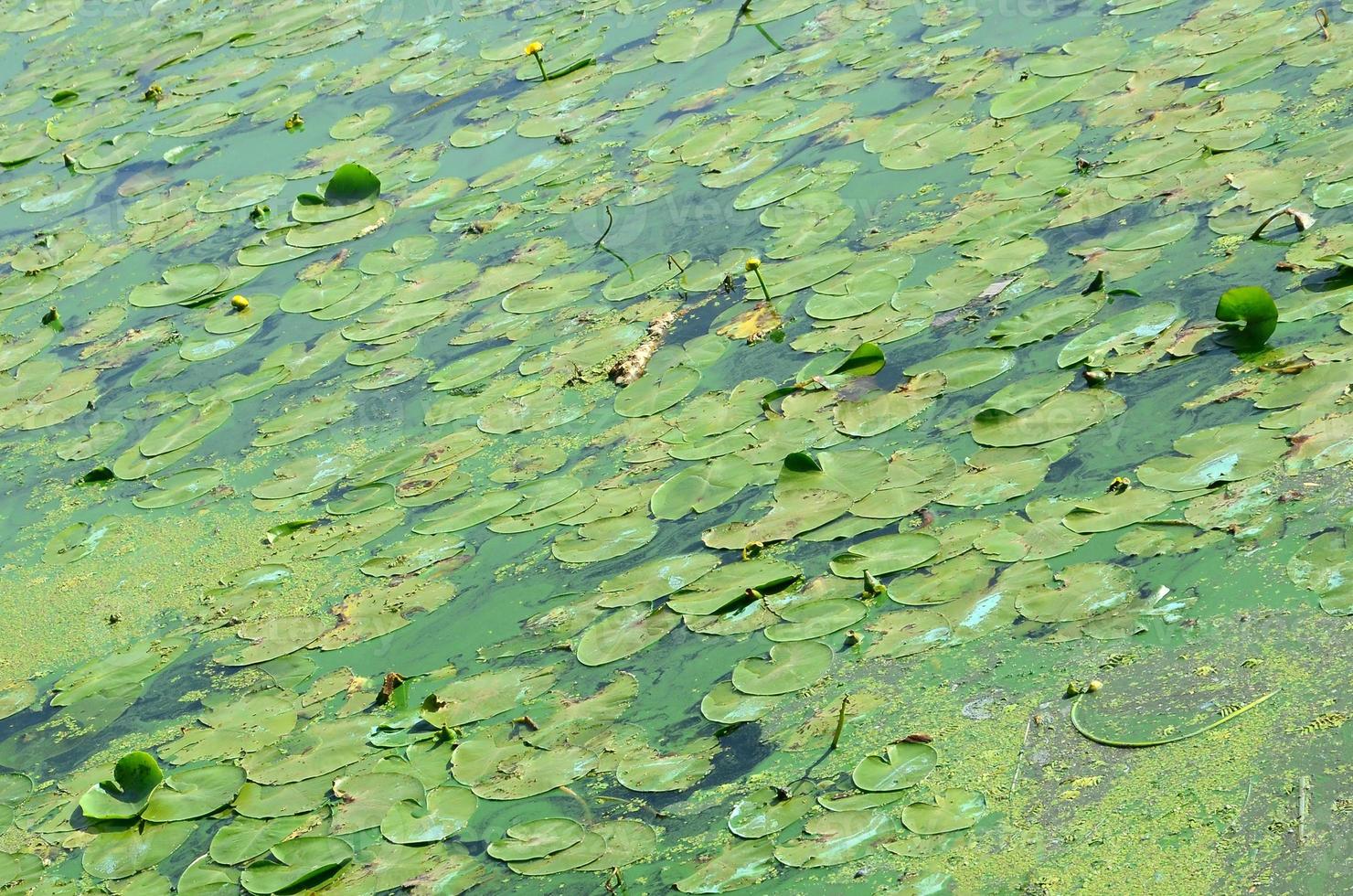 The surface of an old swamp covered with duckweed and lily leaves photo