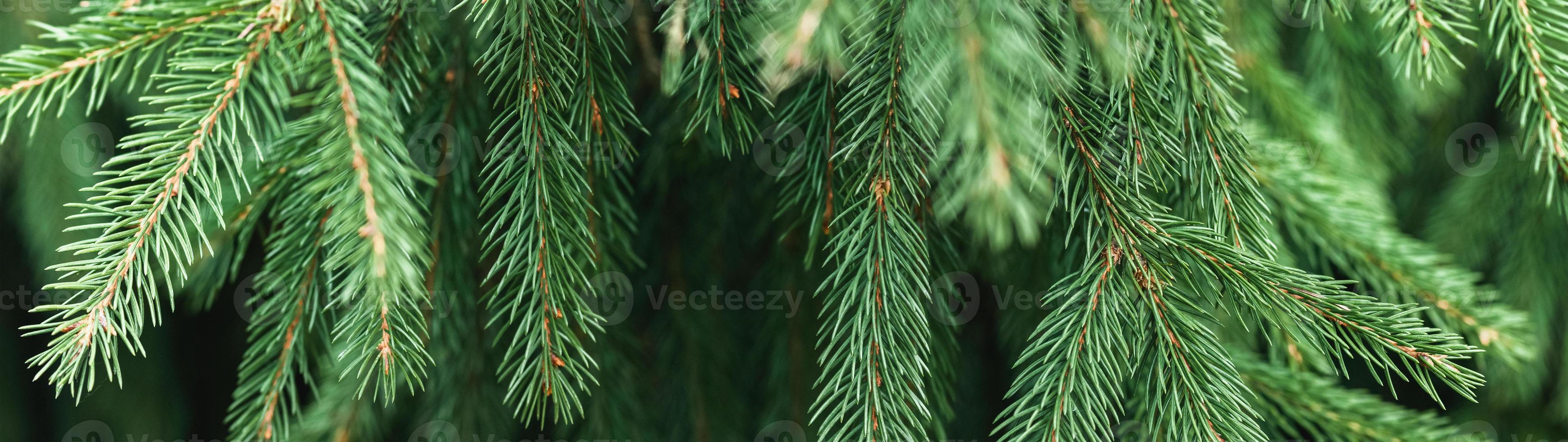 Fir tree background banner, Christmas tree branches green texture, no decorations photo