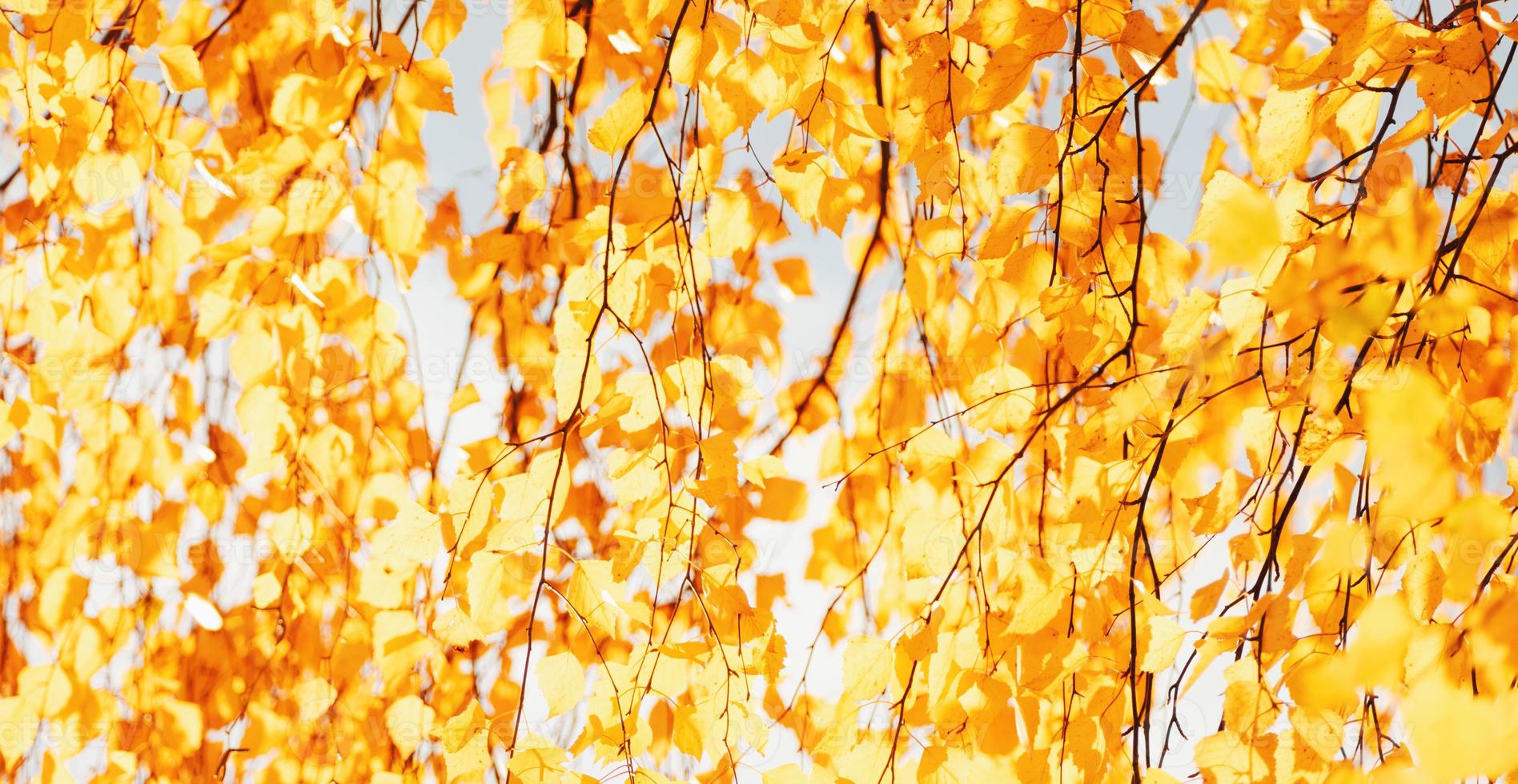 fondo de follaje otoñal, banner borroso de naturaleza otoñal, hojas de abedul amarillo al sol foto
