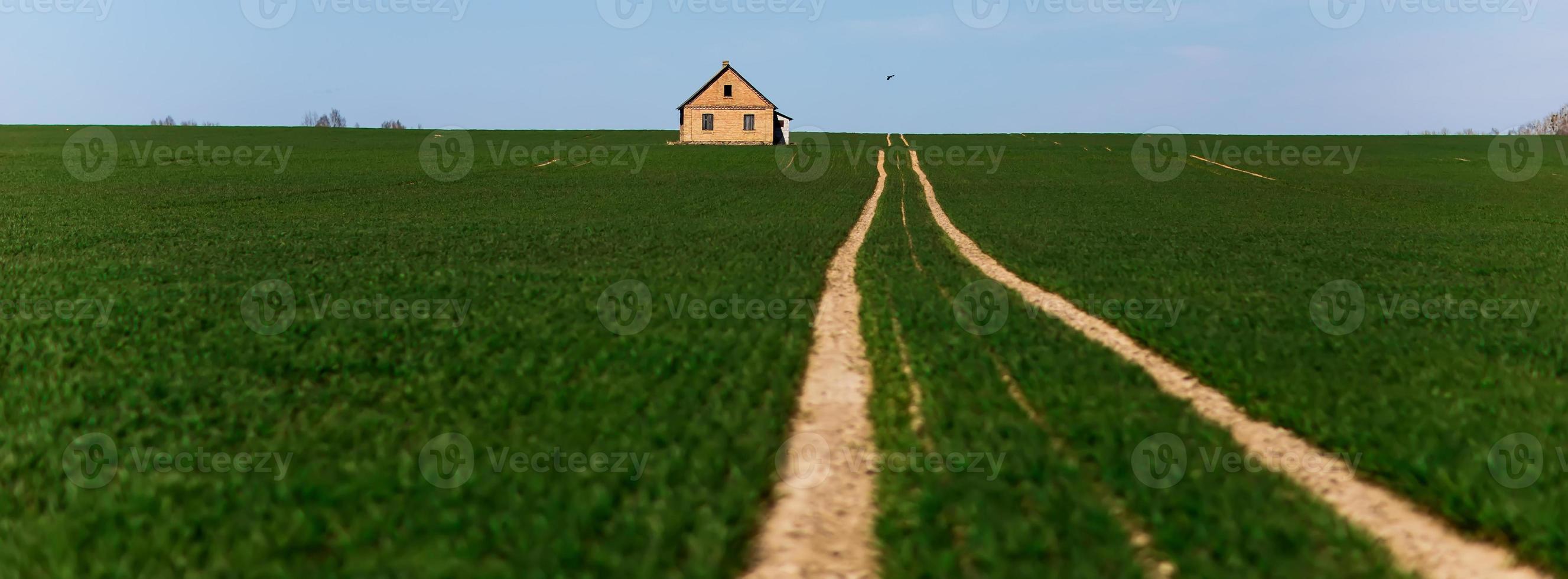 camino en medio de un campo verde foto