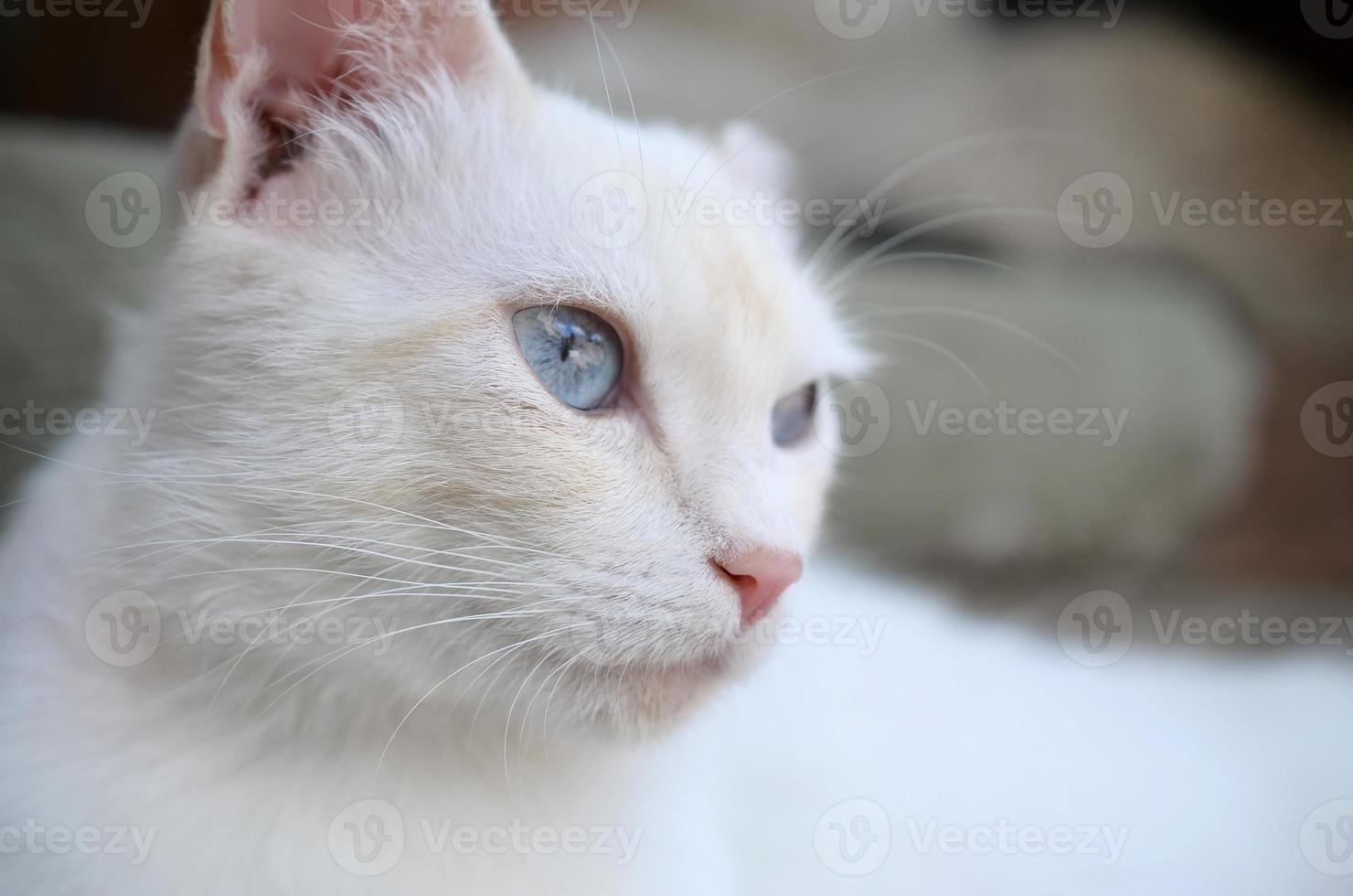 Pure white cat with turquoise blue eyes and pink defective ears photo