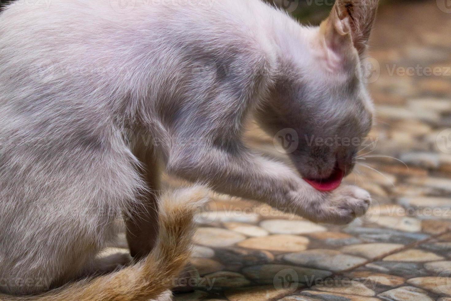 A white wild cat kitten or stray cat. This stray kitten has no home photo
