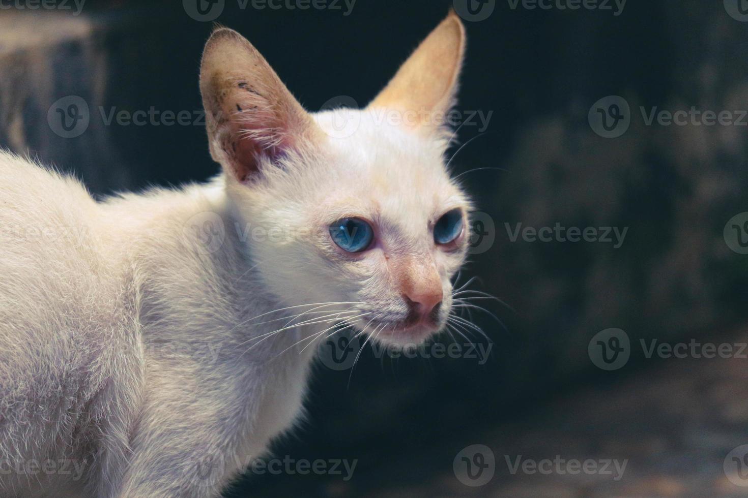 A white wild cat kitten or stray cat. This stray kitten has no home photo