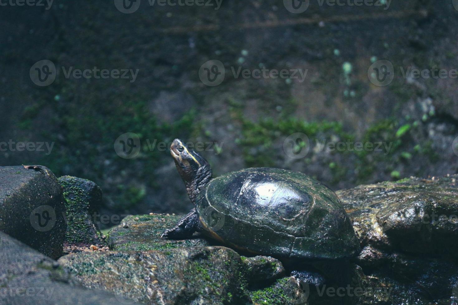 Kuya shell, also known as the shell turtle or Cuora amboinensis, is also known as the Amboina Box Turtle or the Southeast Asian Box Turtle. photo