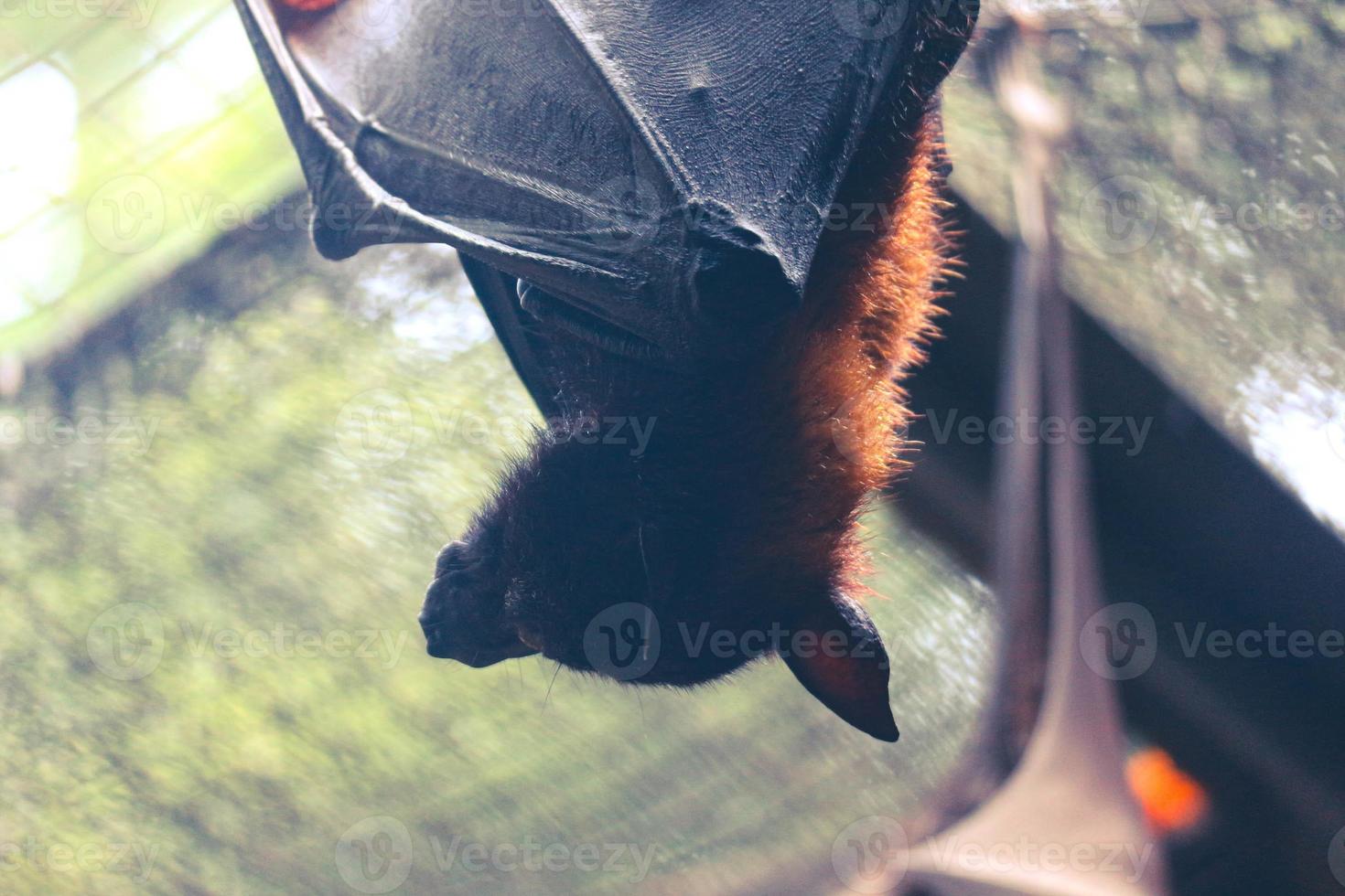 los murciélagos que duermen durante el día se posan boca abajo. foto
