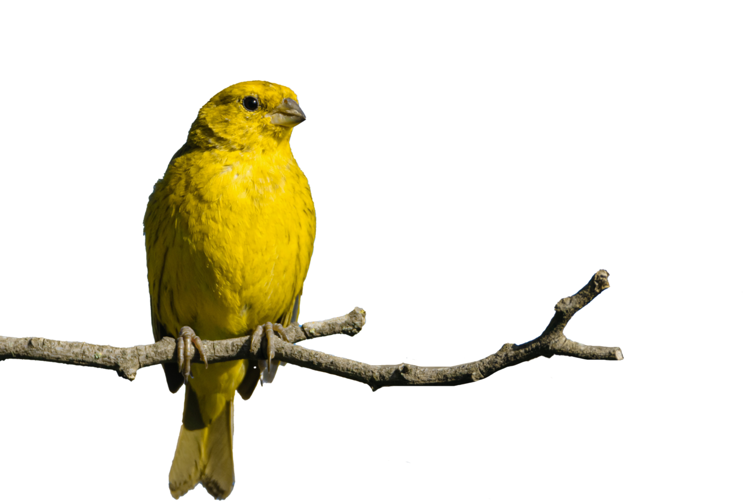 oiseau jaune perché sur une branche png