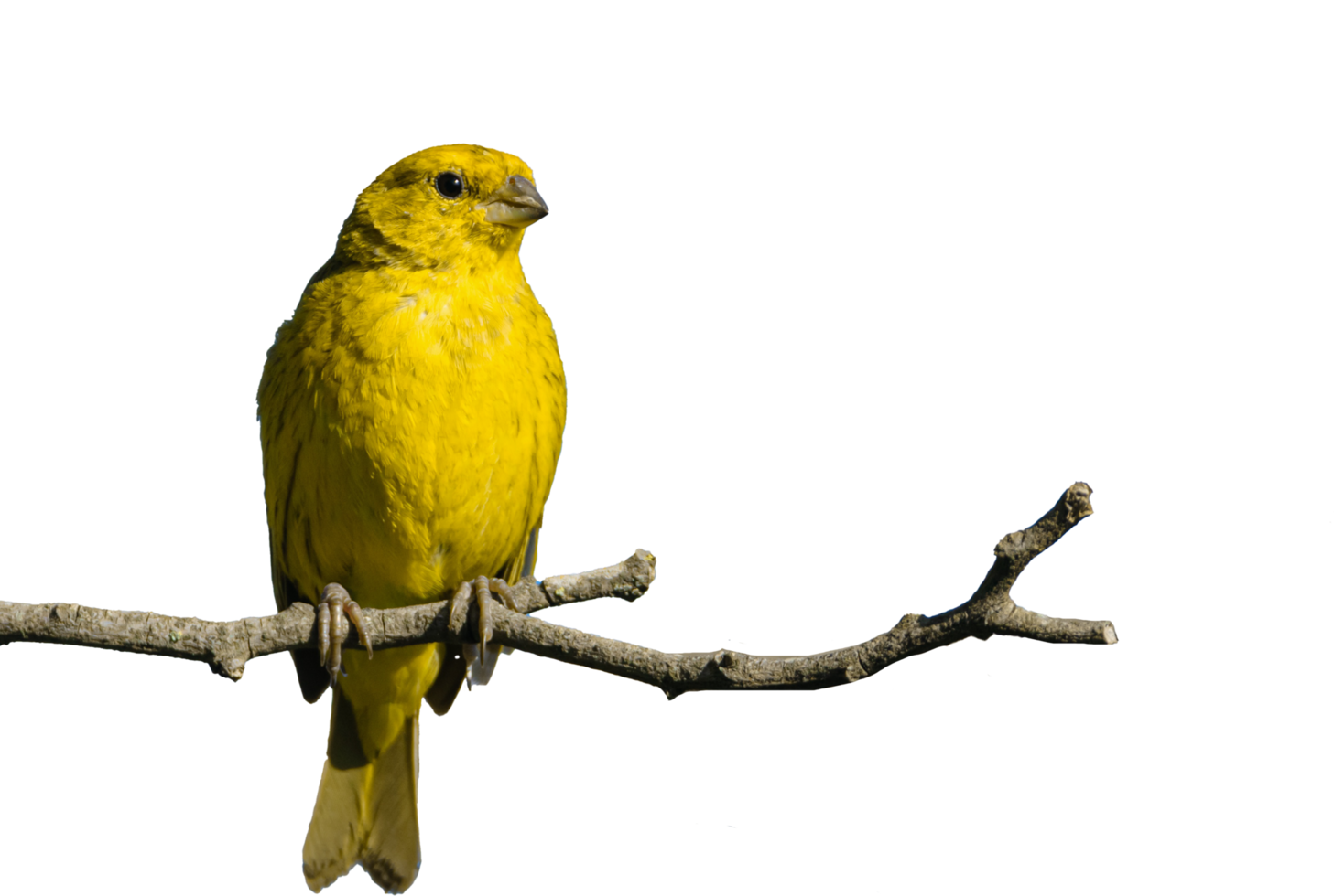 pájaro amarillo posado en una rama png